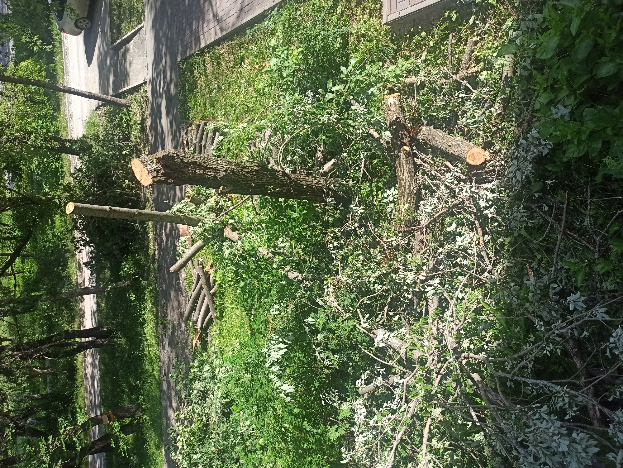 The image shows a street in the city of Asbest, Russia, with a scene of recently felled trees. In the foreground, there are several cut tree trunks and branches scattered across the grass and a paved walkway. A larger tree stump is visible in the center of the frame, with its top cut off. In the background, more trees line the street, and a light-colored car is parked on the side of the road. The ground is covered with grass and fallen leaves. The lighting suggests it is daytime, with sunlight casting shadows.