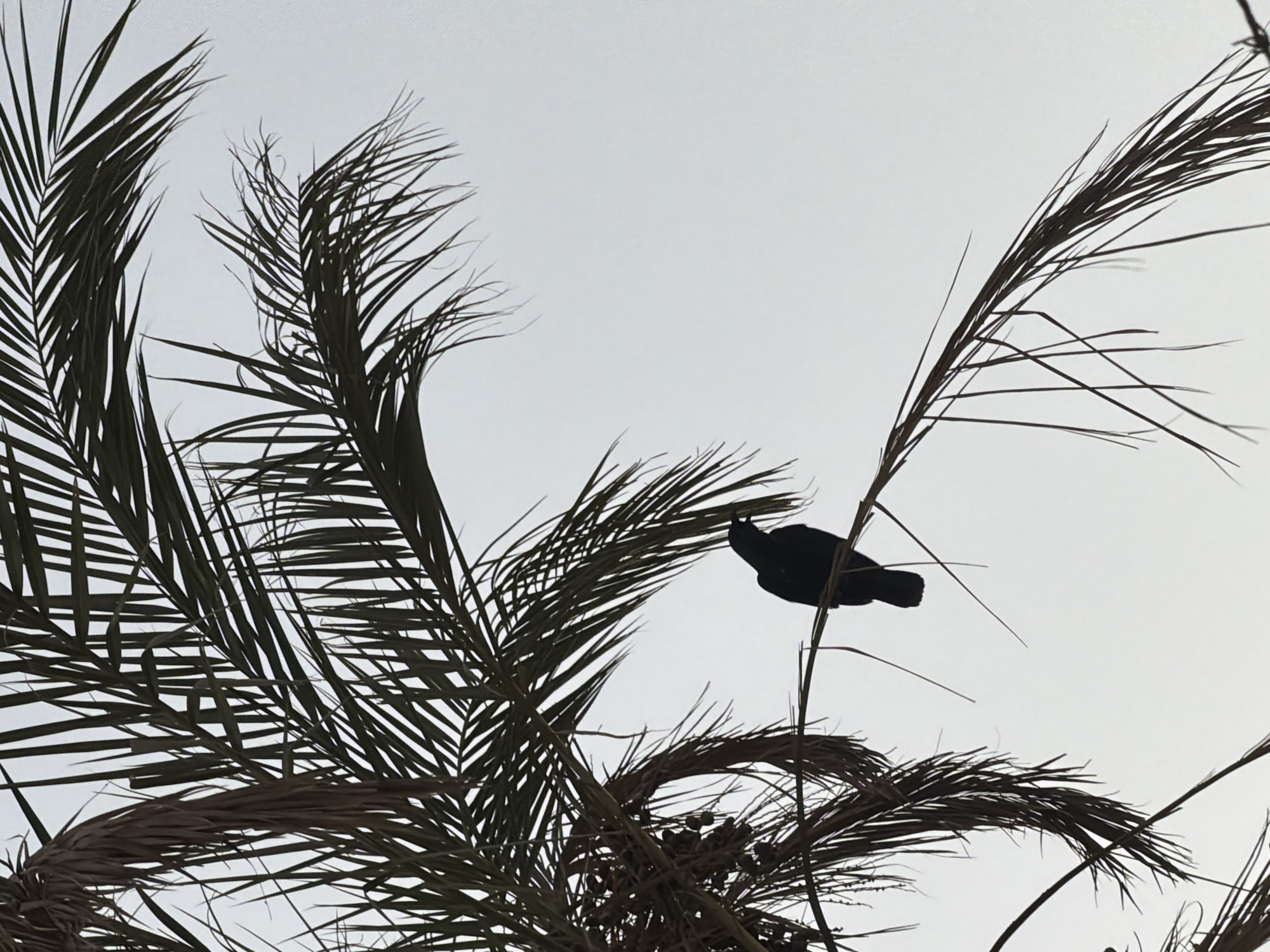 A dark bird is perched on a thin branch of a palm tree against a pale sky. The palm fronds are silhouetted and extend across the upper portion of the frame. The scene is devoid of human presence and activity.