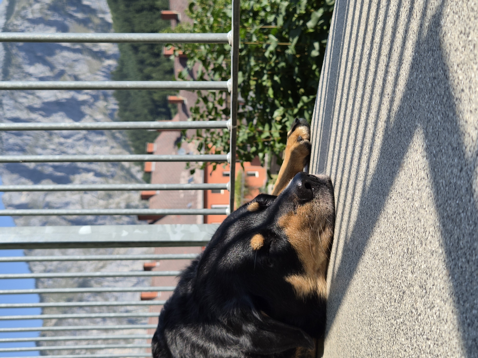 A Rottweiler dog is sleeping on a concrete surface, casting shadows from a metal fence that runs horizontally across the background. The dog's head is resting on the surface, with its eyes closed and ears relaxed. The fence is composed of vertical metal bars, and behind it, a blurry background shows orange buildings with red roofs, green foliage, and a hazy mountain range under a clear blue sky. The scene appears to be set in Eisenerz, Austria, likely on a balcony or terrace with a view of the surrounding landscape. The sunlight is strong, indicated by the distinct shadows. No people are visible in the image.