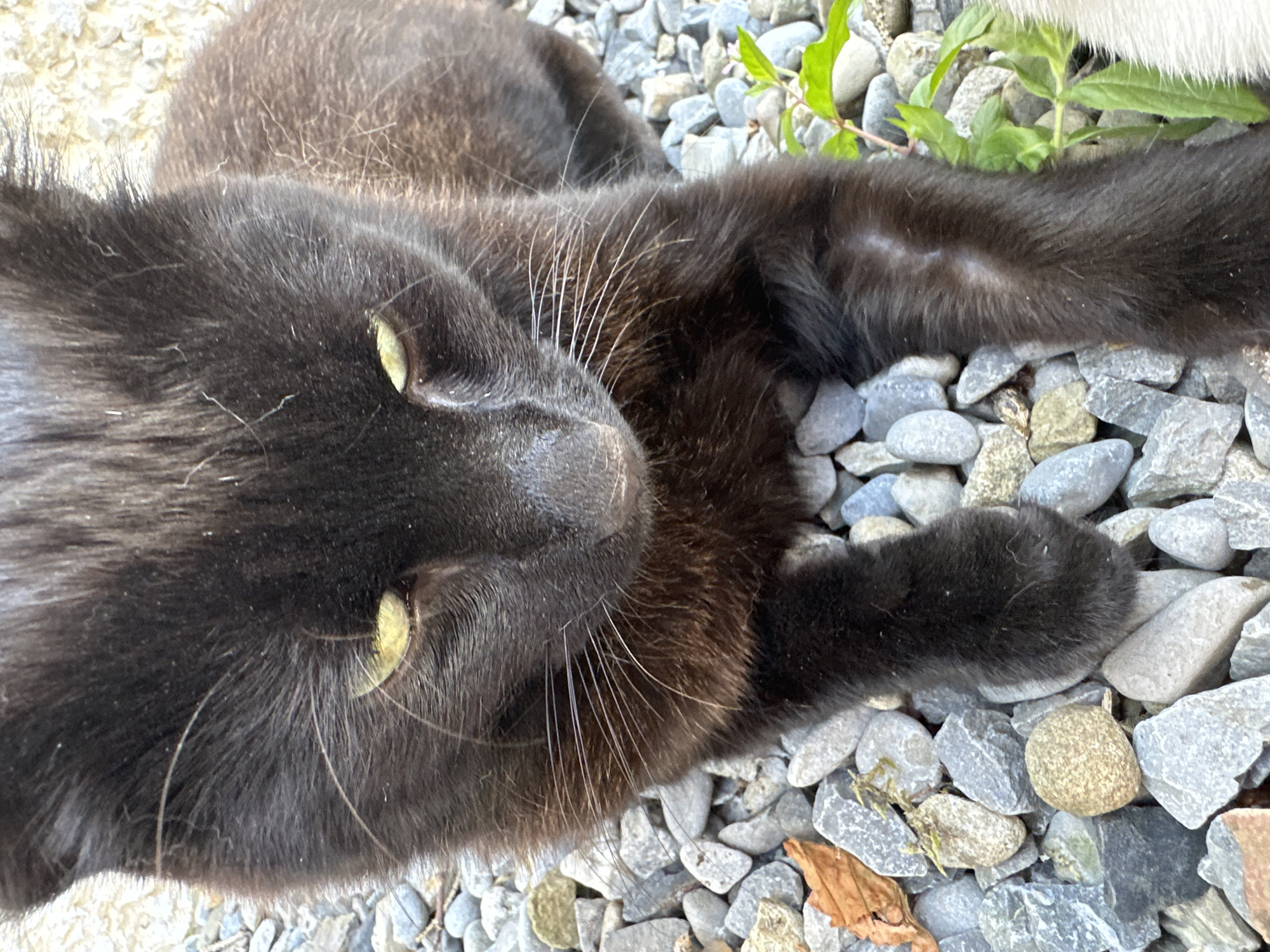 A close-up shot captures a black cat lying on a bed of grey and white gravel, with some scattered brown leaves and green foliage visible. The cat's eyes, a striking light green, are partially closed, and its gaze is directed downwards. Its fur appears thick and dark, with some lighter brown undertones visible on its chest and legs. One of its front paws rests forward, partially obscuring the gravel. The image is well-lit, with natural light highlighting the texture of the cat's fur and the surrounding stones. The location is identified as Moortown, Ireland.