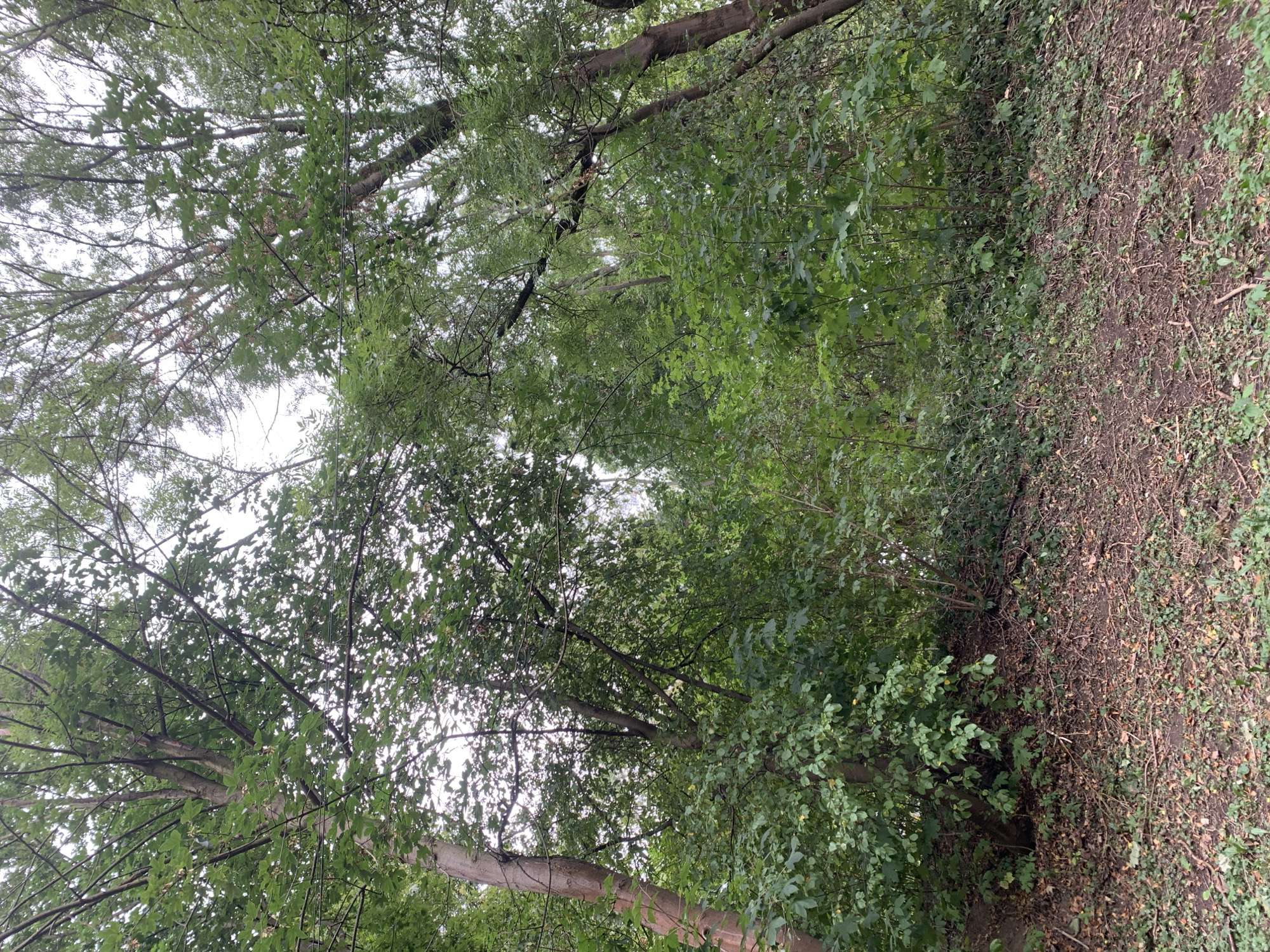 This is a photograph of a forest floor covered in fallen leaves and twigs, with dense green foliage and trees overhead. The lighting suggests an overcast day. The scene is a naturalistic outdoor environment, devoid of human presence or man-made structures. There are no identifiable landmarks that would place this scene within the city of Lviv, Ukraine.