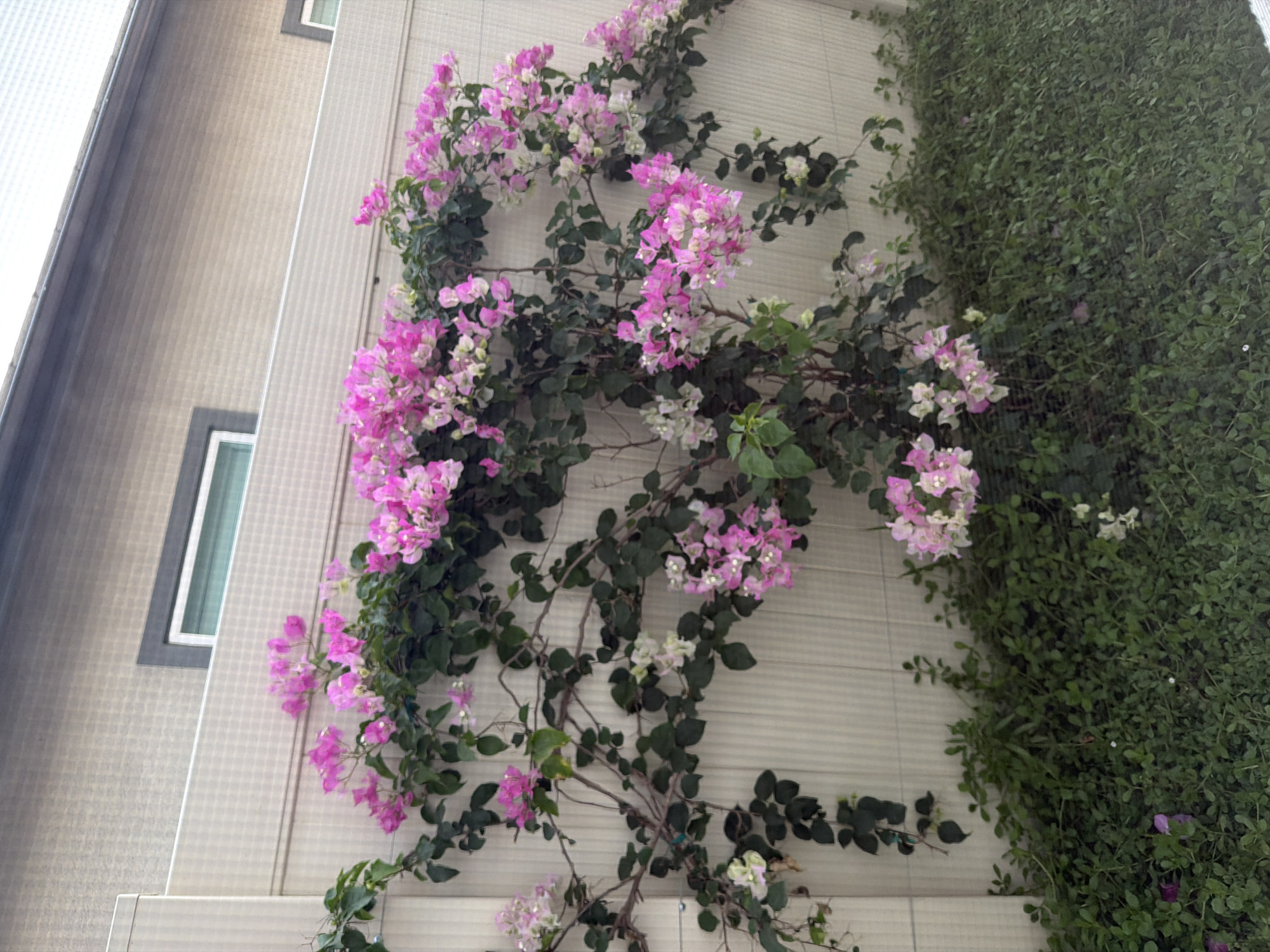 A bougainvillea plant with vibrant pink and white flowers is climbing a light-colored, vertically paneled fence in front of a tan building. The building has a dark-trimmed window visible near the top left of the frame. Dense green ground cover is growing at the base of the fence. The scene appears to be in an outdoor residential or commercial area.