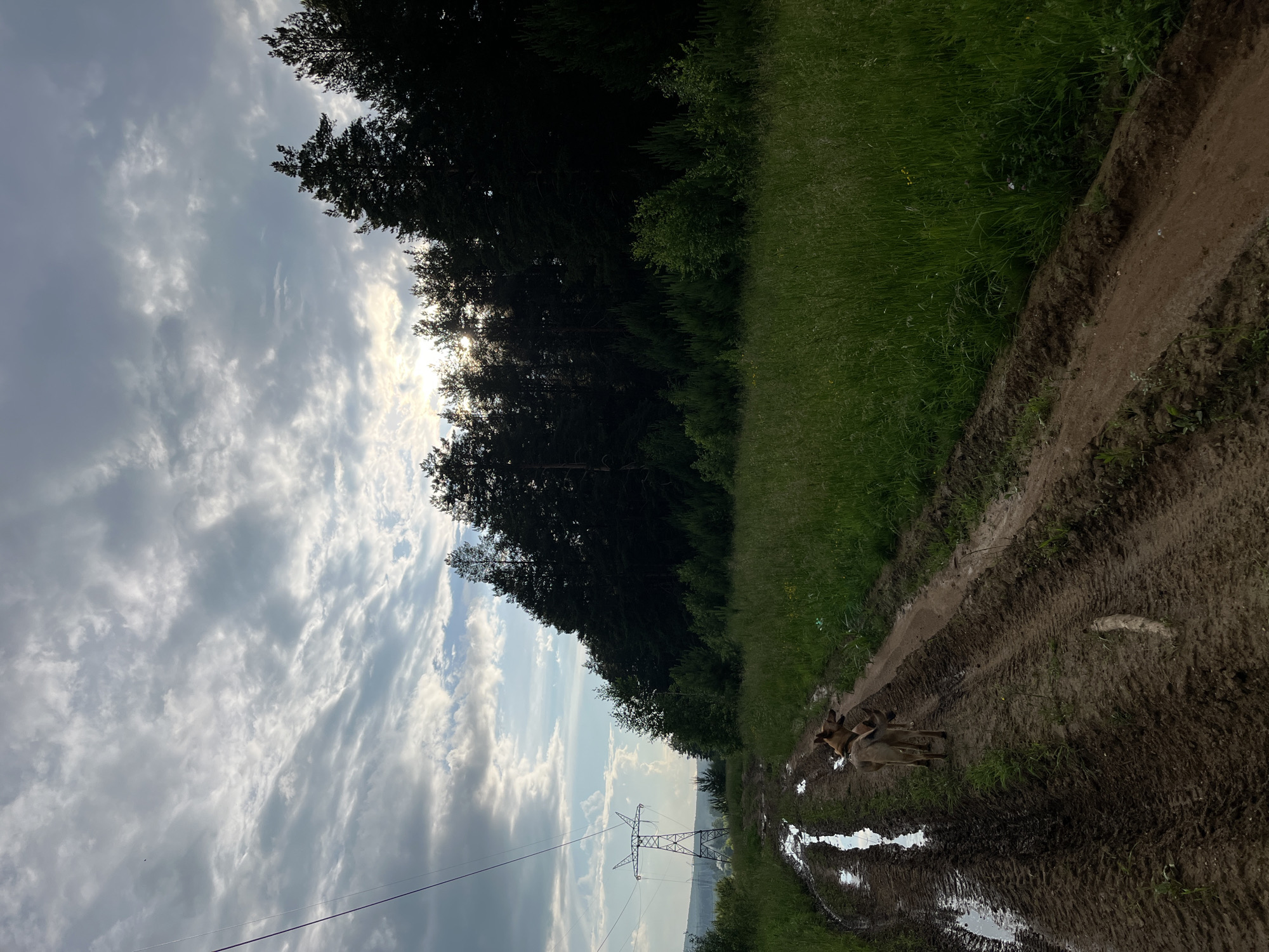 The image depicts a muddy dirt road with tire tracks and puddles, likely after rain. Two dogs, one a tan and black medium-sized dog and another a lighter tan dog, are walking away from the camera on the road. The road is flanked by a grassy field on the right and a dense pine forest on the left. In the distance, a large power transmission tower is visible on the left side of the frame, with power lines extending across the sky. The sky is partly cloudy with the sun peeking through the clouds, casting rays of light. The overall scene suggests a rural or semi-rural setting. The location is the city of Nizhny Tagil, Russia.