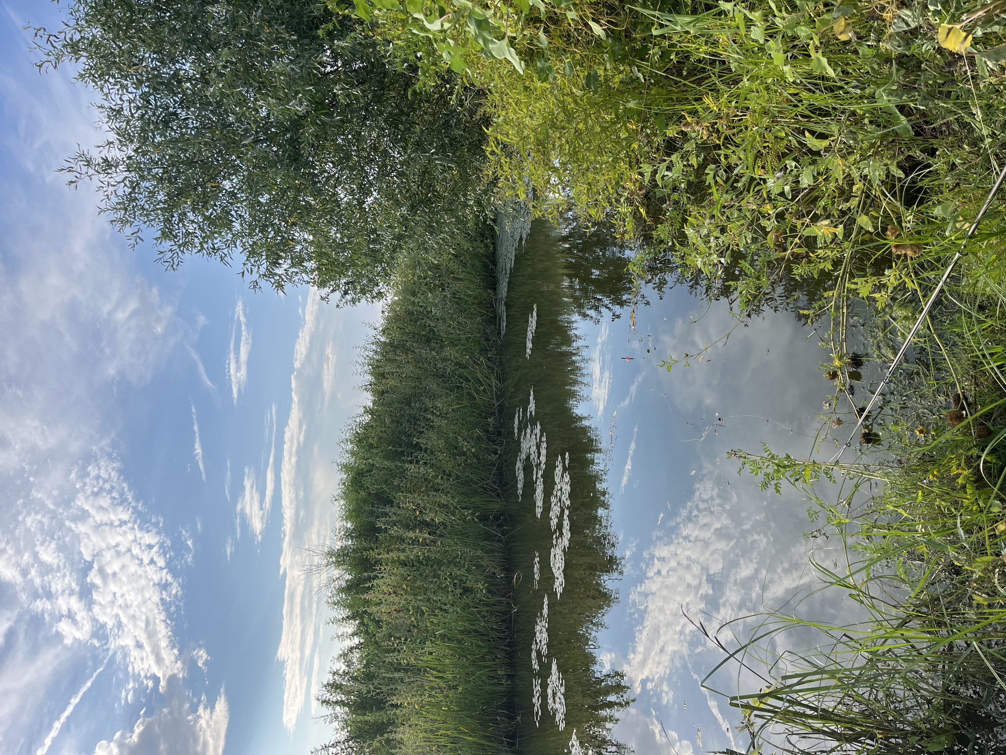 The image depicts a serene canal scene with dense green foliage lining its banks. The water surface is calm, reflecting the sky and clouds, with a scattering of lily pads visible. A single red fishing float is present in the water, suggesting recreational activity. The sky is a clear blue with wispy white clouds, and a large tree with green leaves dominates the right side of the frame. The overall environment suggests a natural, unpopulated area, possibly in a rural or park setting within Krasnyye Barrikady, Russia. There are no people or animals visible in the image.