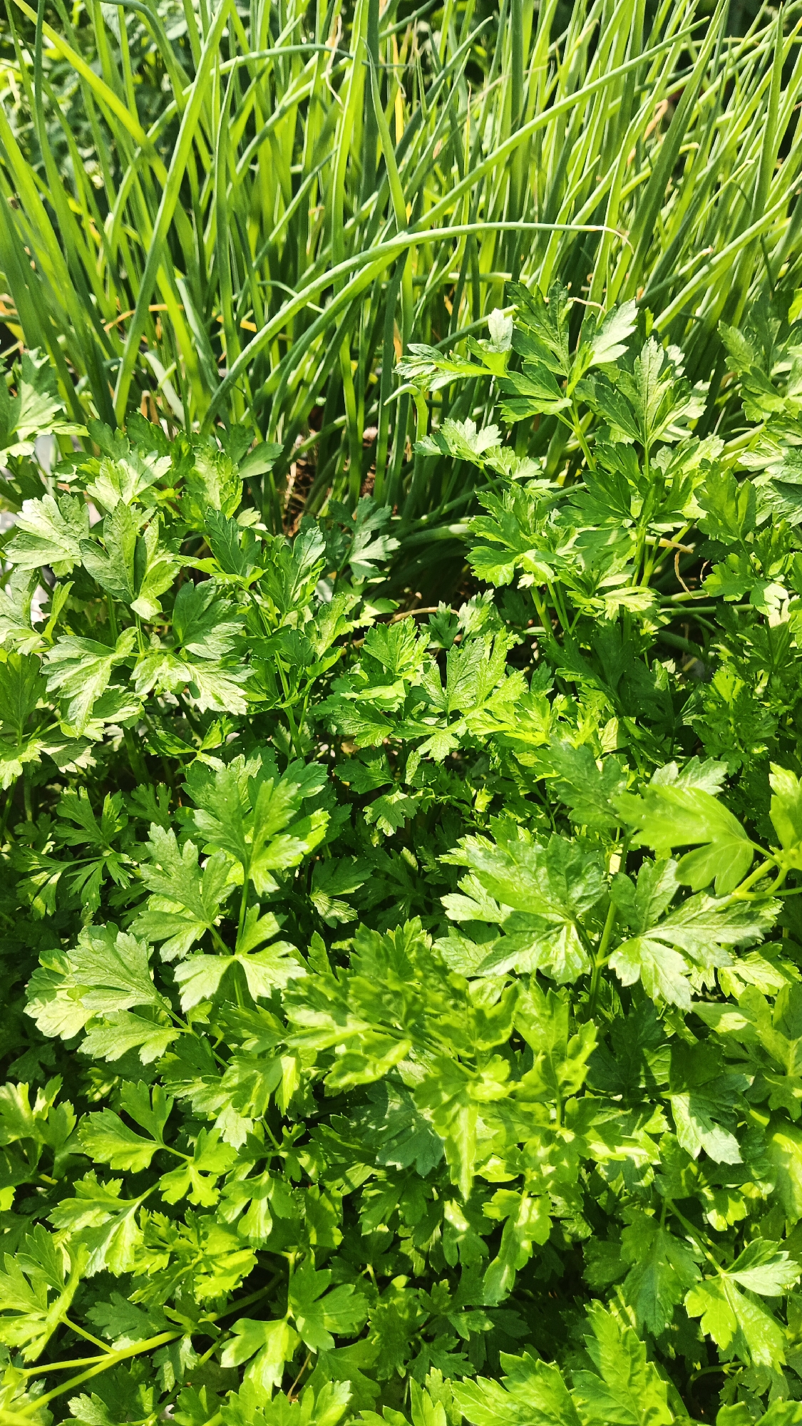 The image displays a close-up view of fresh green parsley plants in a garden setting. The parsley has finely cut, serrated leaves and appears to be healthy and vibrant, bathed in natural sunlight. In the background, taller green stalks, possibly chives or green onions, are visible, creating a layered effect. The overall scene suggests a thriving herb garden. There are no people or structures present, and no specific geographical markers indicate the city of Kryvyi Rih, Ukraine.