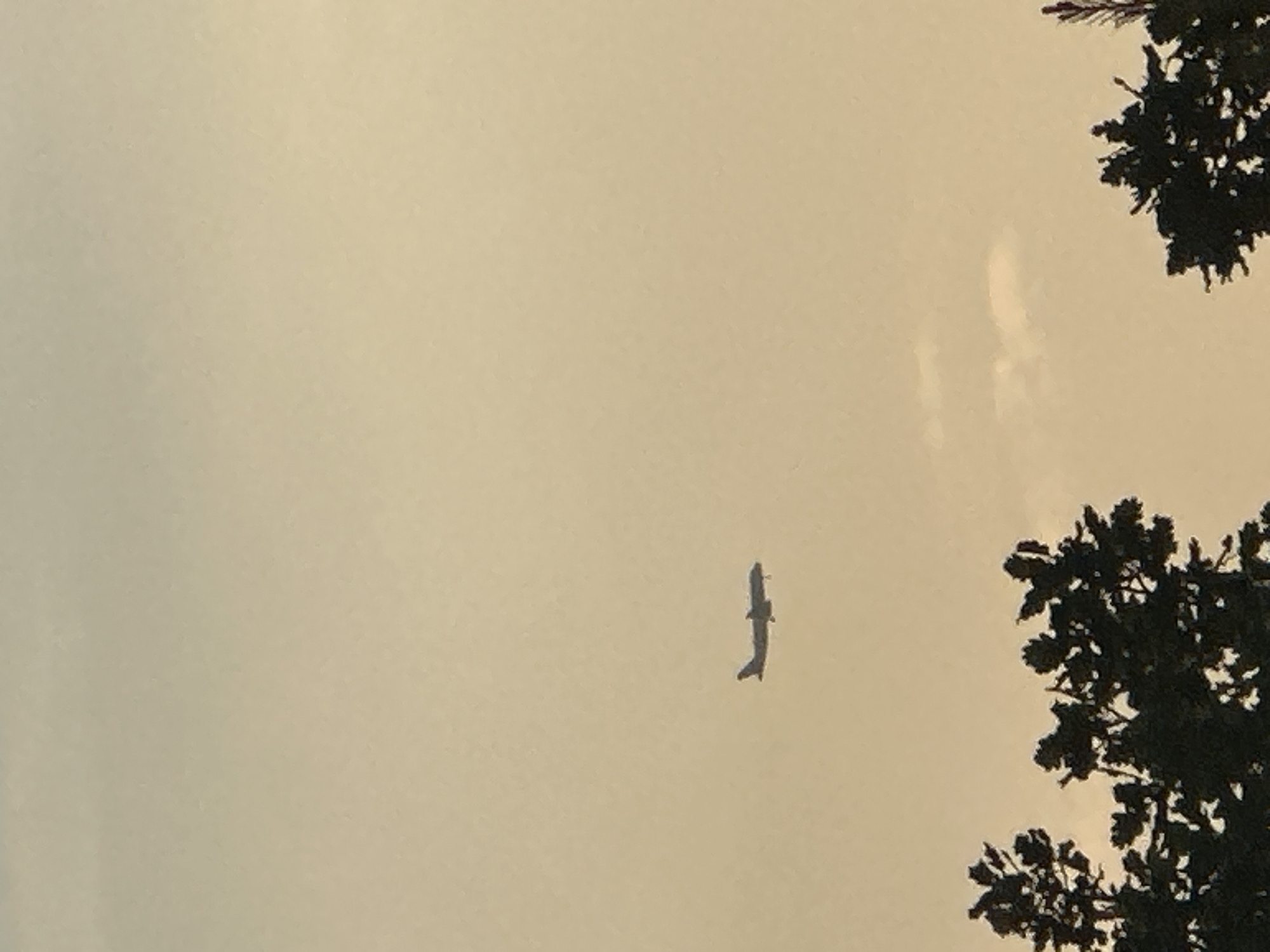 An airplane is silhouetted against a pale, overcast sky. The aircraft is captured in mid-flight, with its landing gear extended, suggesting it is either preparing for landing or taking off. Below the airplane, the dark silhouettes of trees frame the bottom of the image, obscuring the ground. The sky exhibits a soft, diffused light, indicative of either early morning or late evening. The location is identified as Budva, Montenegro, implying the photograph was taken in this coastal city.