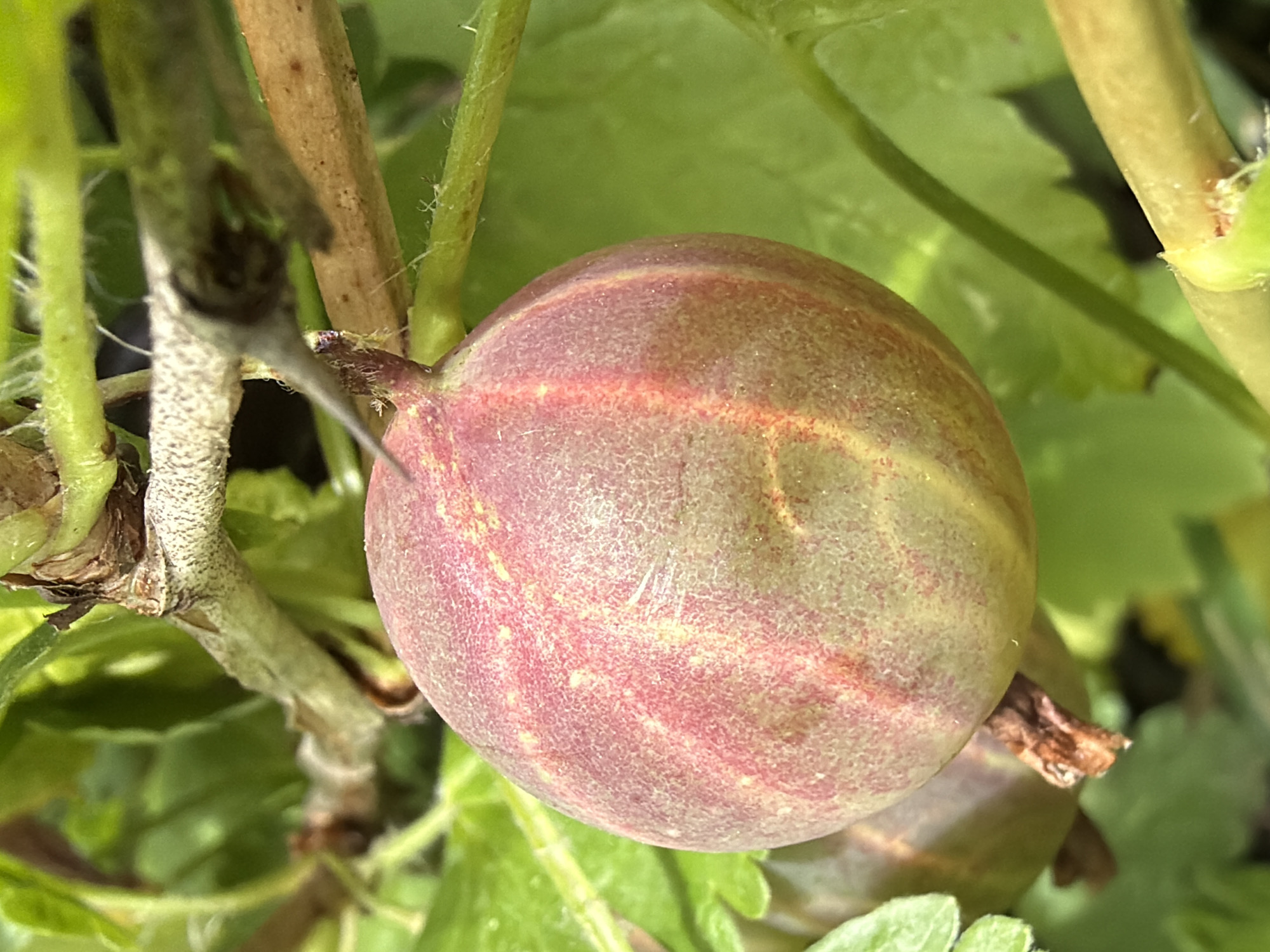 A close-up, macro photograph shows a single, round gooseberry hanging from a thorny branch, its skin a gradient of pink and green with subtle red stripes. The fruit is the primary subject, detailed and in sharp focus, while the background consists of blurred green leaves and woody stems, suggesting a natural, outdoor setting. The lighting is bright, highlighting the texture of the gooseberry and the fine hairs on the surrounding foliage. There is no indication of any human presence or urban environment.