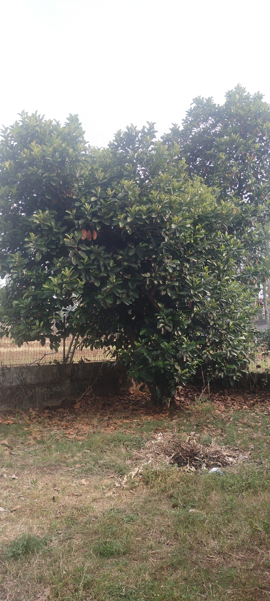 A large tree with abundant green leaves and some brown fruits is the central focus of this image, situated in an outdoor setting. The tree is dense, with its branches reaching outwards and upwards. The fruits appear to be clustered together and have a reddish-brown hue. At the base of the tree, fallen brown leaves carpet the ground, creating a natural mulch.
A low concrete wall runs horizontally across the middle ground of the image, partially obscured by the tree's foliage and the fallen leaves. Behind this wall, a metal chain-link fence is visible, indicating a boundary or property line. The fence is partially overgrown with dry vegetation.
The foreground consists of dry, sparse green grass, interspersed with patches of brown earth and more fallen leaves. In the lower right quadrant of the foreground, a small pile of dry twigs, leaves, and some white debris is present, suggesting recent yard cleanup or natural accumulation of organic matter.
The sky above is overcast or hazy, appearing bright white and featureless. The overall impression is one of a natural, possibly somewhat unkempt, outdoor space, potentially a garden or the edge of a wooded area within a residential or semi-rural environment. The scene is static, with no people or animals actively engaged in any activity. The lighting is diffuse, suggesting an early morning or late afternoon time of day, or an overcast weather condition. The location is identified as Pasirhuni, Indonesia.