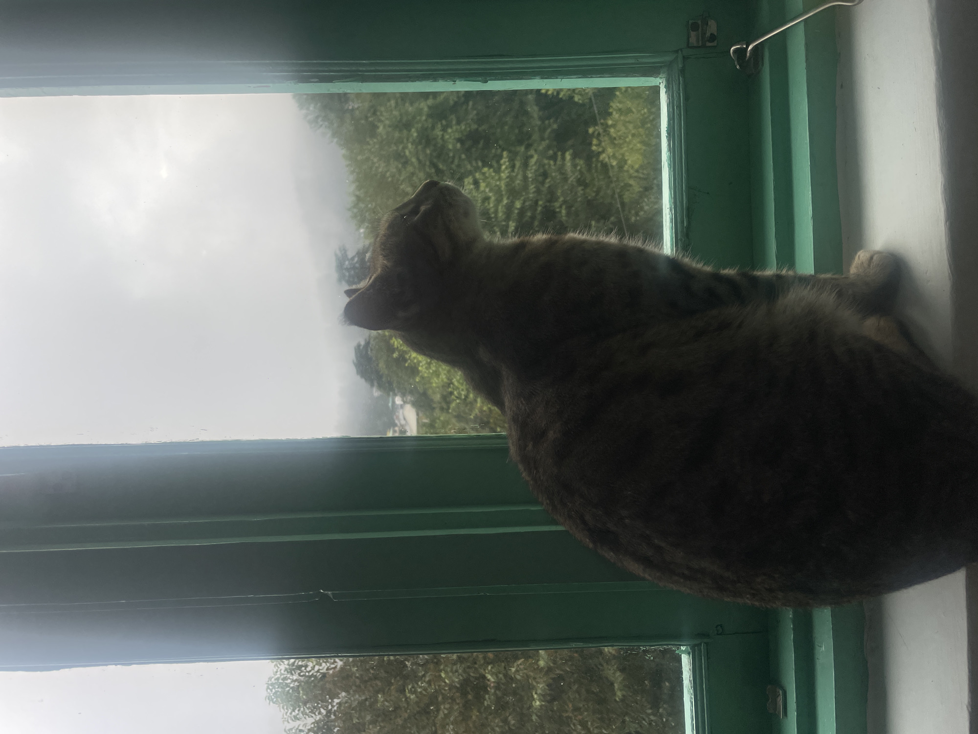 A tabby cat is perched on a windowsill, looking out at a misty, green, mountainous landscape in Bhagsu, India. The cat is facing left, with its body angled away from the viewer. The windowsill is white, and the window frame is painted a vibrant green. Outside the window, trees and hills are visible through the fog. The sky is overcast.