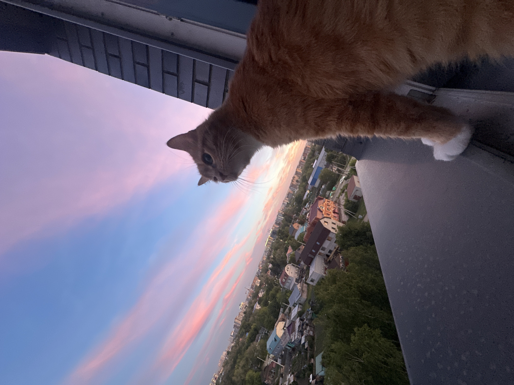 An orange tabby cat stands on a dark gray ledge, looking out at a city skyline under a twilight sky. The sky is a gradient of soft blues and pinks, with wispy clouds streaked across it. Below the cat, a residential area with houses, trees, and taller buildings is visible. The cat's front right paw is extended, with white fur on its paw pads, and it is perched near the edge of the ledge. The scene is framed by a brick wall on the right side of the image. The location is likely Blagoveshchensk, Russia, given the typical architecture and vegetation seen in similar views from apartments in the city.