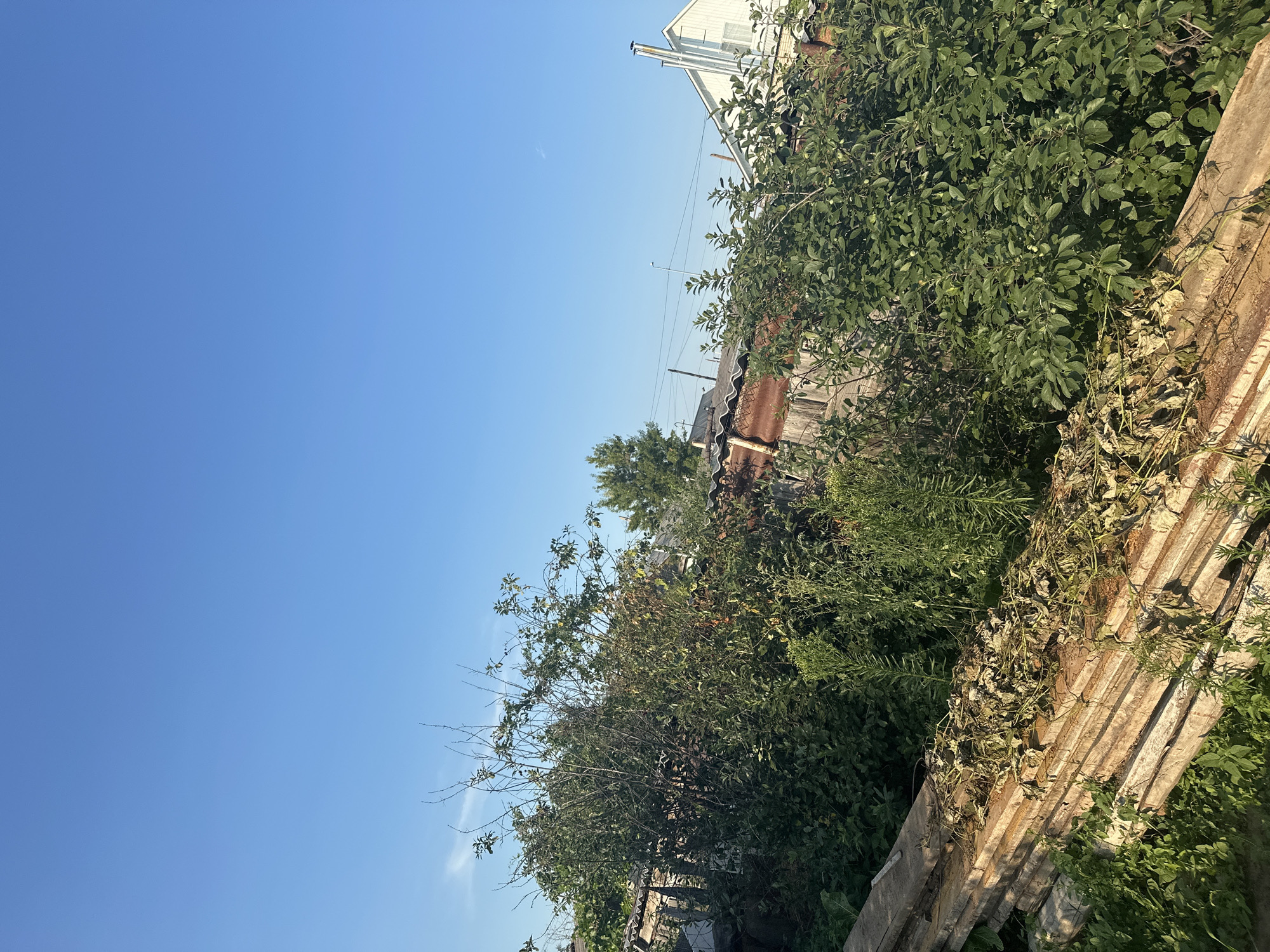 The image depicts a daytime outdoor scene in a rural or suburban area, possibly a backyard or allotment, with a clear blue sky dominating the upper portion of the frame. In the foreground, a stack of weathered wooden planks lies horizontally, partially covered with dried leaves and debris. Behind the planks, dense green foliage, including bushes and trees, obscures much of the background.
Beyond the vegetation, various structures are visible. To the left, a dilapidated wooden fence with corrugated metal roofing can be seen. Further to the right, the roofline of a white house with a pitched roof and chimneys is partially visible, suggesting a residential area. The overall impression is one of overgrown nature juxtaposed with utilitarian structures and a clear, bright sky. There are no people or animals visible in the image.
The specific location in the city of Tobyl, Kazakhstan, cannot be definitively determined from the visual information alone, as the image lacks any identifying landmarks, signage, or specific architectural styles that would pinpoint its exact placement within the city. However, the scene suggests a setting consistent with the types of dwellings and vegetation found in and around the city.