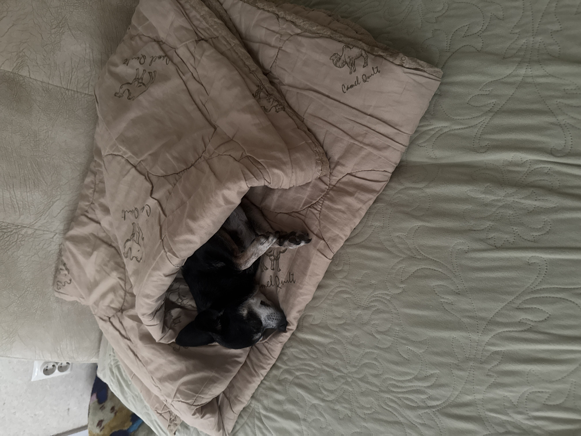 A small black and tan dog is sleeping tucked under a pink blanket on a bed. The blanket has a pattern of camels and the words "Camel Quilt" embroidered on it. The bed is covered with a light green textured sheet. The background shows a wall with a white electrical outlet. The image is an indoor shot, likely taken in a residential setting. The location in Stary Oskol, Russia cannot be determined from the image.