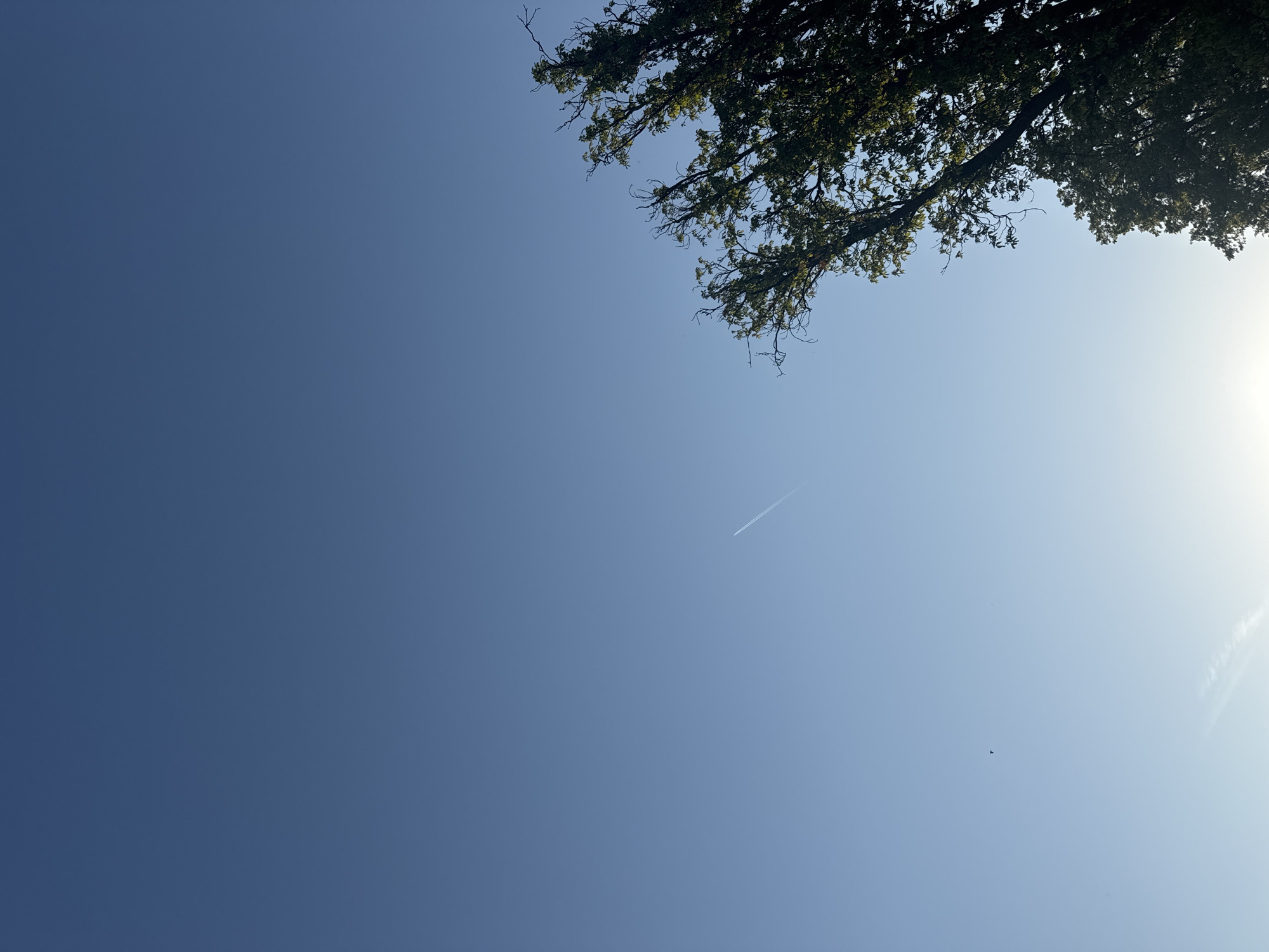 A low-angle shot shows a clear blue sky with the upper right corner partially obscured by the branches and leaves of a tree. A contrail stretches across the mid-right section of the sky. The sun is not directly visible but is illuminating the right portion of the image, creating a gradient in the sky's color. A small, dark object, potentially a bird or insect, is visible in the lower right quadrant. The location cannot be determined from the image.