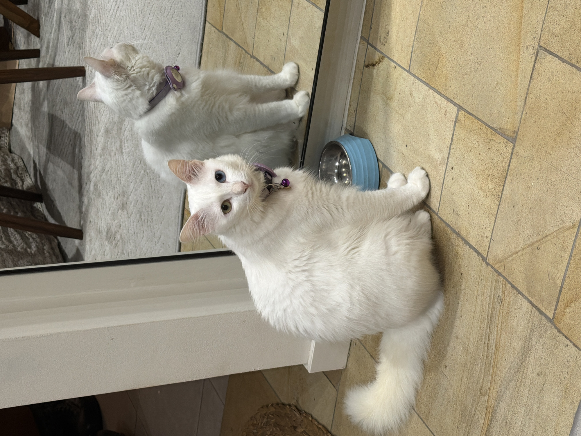 A white cat with heterochromia (one blue eye, one green eye) wearing a purple collar with a bell sits on a tiled floor next to a blue pet bowl. The cat is positioned near a reflective surface, likely a mirror or window, which shows a reflection of the cat. The reflection appears slightly distorted. The background includes a glimpse of a room with furniture, including a chair and a patterned carpet. The floor tiles are light brown.
