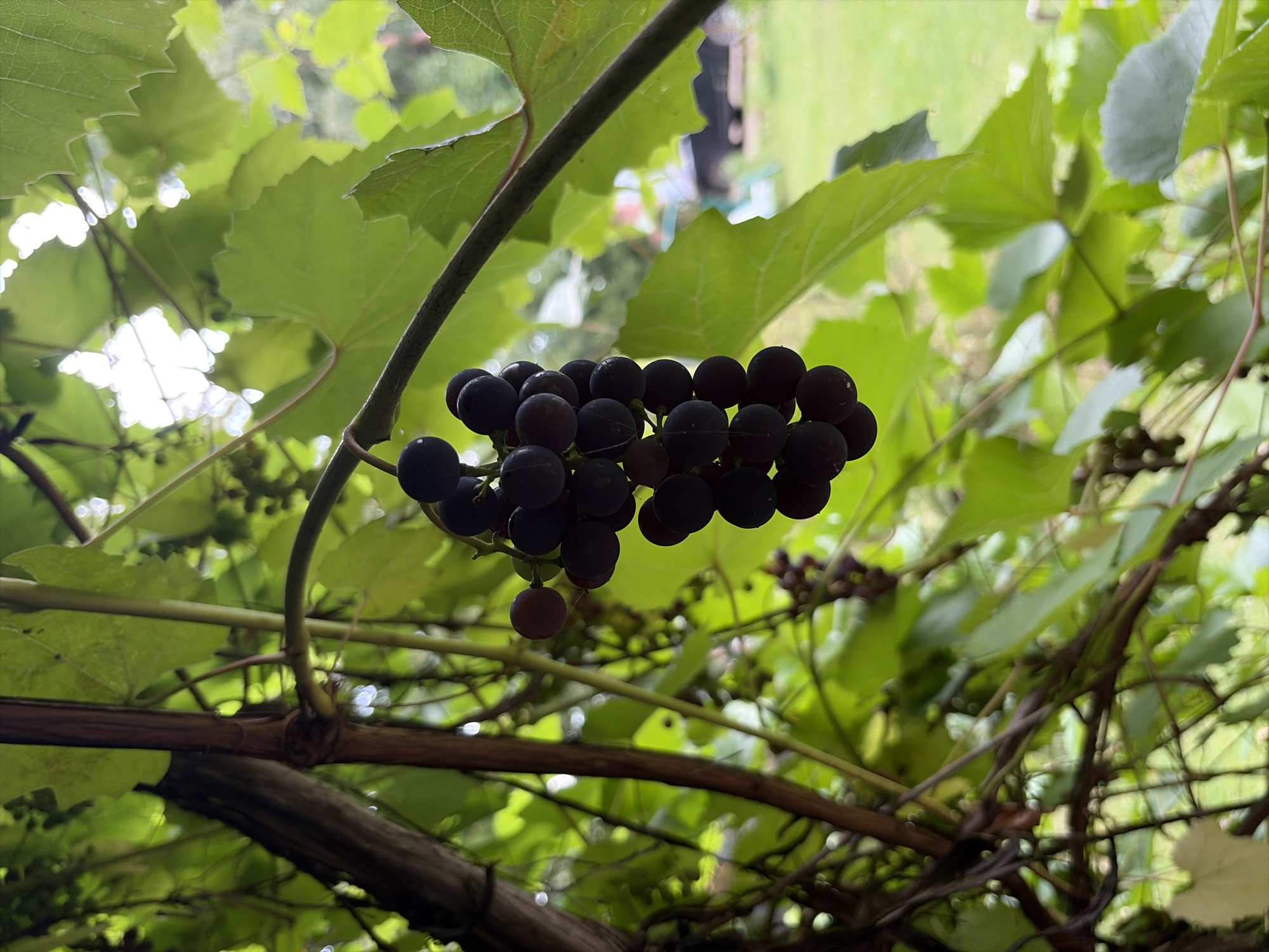 The image shows a close-up of a bunch of dark purple grapes hanging from a vine. The grapes are clustered together and appear ripe. The vine is supported by a thick, woody stem on the left side of the frame. Lush green grape leaves surround the fruit, some of which are in sharp focus while others are blurred due to the shallow depth of field. In the background, a blurred scene of an outdoor environment is visible, with hints of a grassy area and possibly some structures, suggesting a garden or yard setting. There are no people or animals visible in the image. The lighting suggests it is daytime, with the sun partially obscured by the leaves, creating dappled light. The setting does not provide any specific clues to its location within the city of Balashikha, Russia, as it depicts a common vineyard or garden scene.