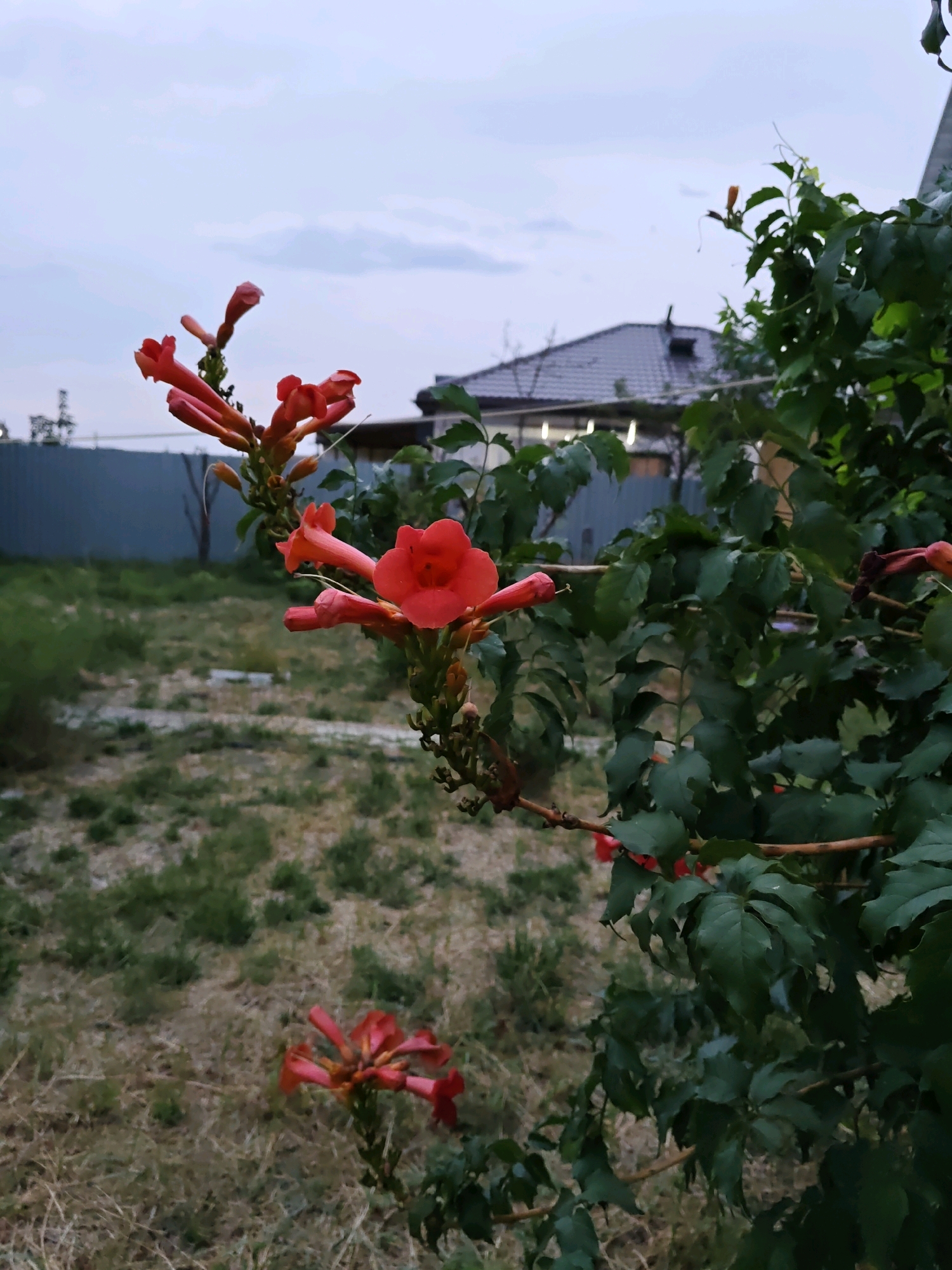 The image depicts a residential backyard in Rostov-on-Don, Russia, featuring vibrant orange trumpet-shaped flowers in the foreground, likely from a Trumpet Vine (Campsis radicans). The flowers are growing on a vine with lush green leaves, which dominates the right side of the frame. In the background, a grey fence separates the yard from a neighboring property, where a house with a dark tiled roof is visible. The ground is covered in dry grass and sparse green vegetation, suggesting a somewhat arid or unkempt lawn. The sky is overcast with soft clouds. The scene appears to be captured during the late afternoon or early evening, as indicated by the muted lighting. There are no people or animals present in the image.
