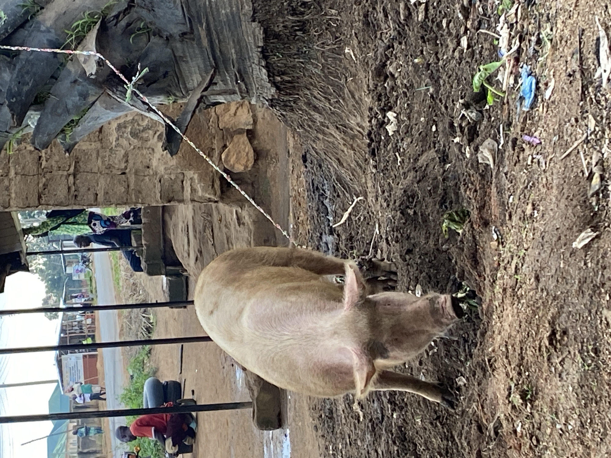 The image captures an outdoor scene, likely in a rural or semi-urban area of Riyom, Nigeria. The primary subject is a large, light brown pig, tethered by a colorful braided rope visible across the top left. The pig is standing on dark, moist dirt or mud, with its snout actively rooting into the ground, suggesting it is foraging for food. The ground is uneven and littered with scattered debris, including small pieces of plastic (blue, purple), leaves, and other refuse.
To the left of the pig, a structure with a rough, possibly thatched or planked roof is visible, with some greenery growing on it. Below this, there's a wall made of stone or concrete blocks. Metal bars, possibly part of a fence or enclosure, run vertically through the midground, partially obscuring the background.
Beyond these bars, a public road is visible. Several people are in the background, engaged in various activities. One person wearing a red shirt is seated on a low black object, possibly a bucket, attending to something on the ground near the metal bars. Further down the road, other individuals are standing or walking near simple, unpainted buildings with metal roofs. The scene suggests a bustling but informal outdoor environment.
The time of day appears to be daytime, possibly with overcast conditions or indirect light, as there are no harsh shadows. No specific weather conditions are discernible beyond the damp ground. No discernible text is visible anywhere in the image. The overall impression is one of everyday life in a working community, where domestic animals coexist with human activity in an unpaved, somewhat rustic setting.