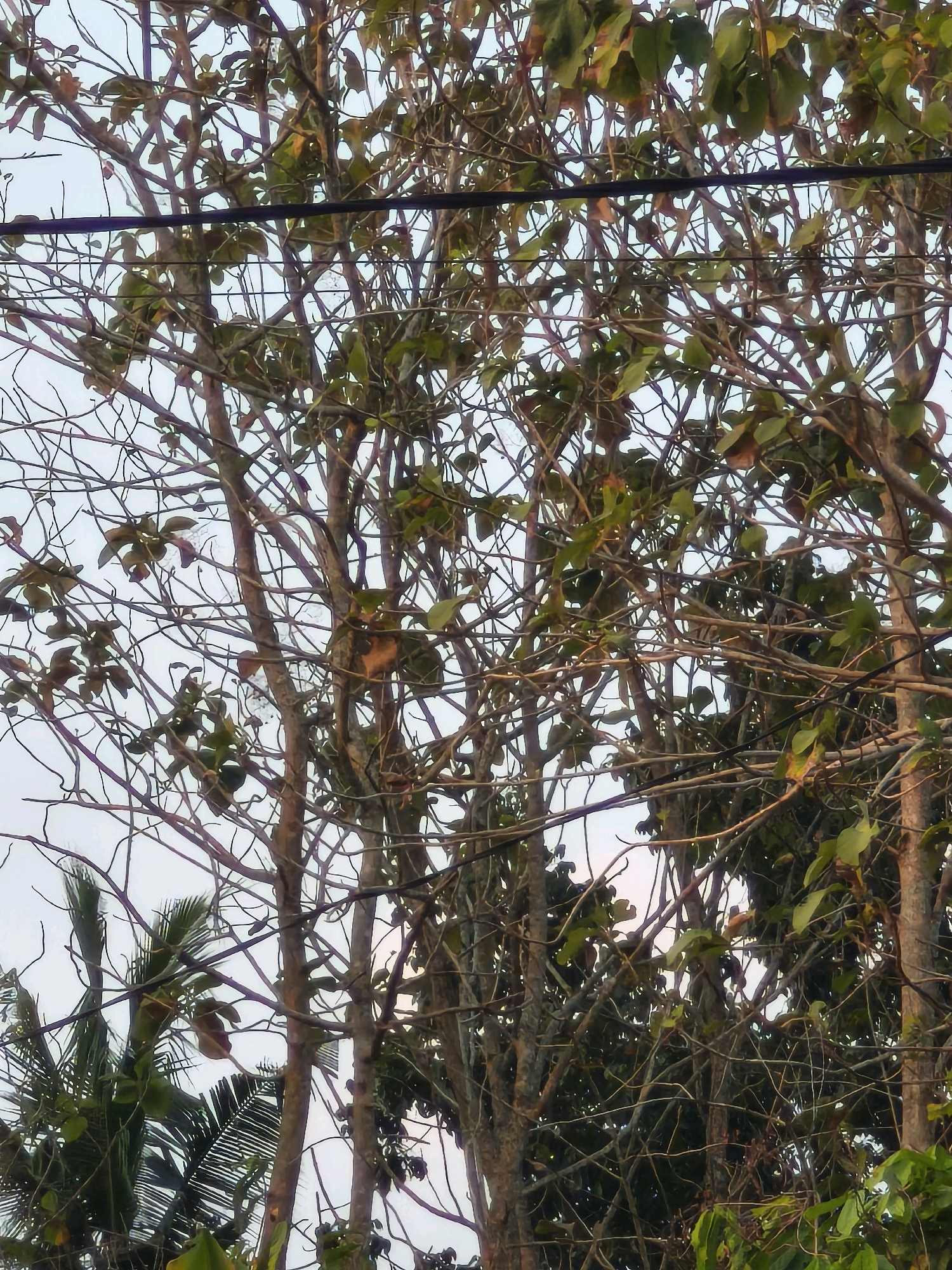 The image shows a close-up view of dense tree branches against a light sky. Several dark electrical wires run horizontally across the frame, obscuring some of the branches. The trees have both green and brown leaves, suggesting a mix of healthy foliage and some browning or dry leaves. The branches are thin and interwoven, creating a complex network. In the lower left corner, palm fronds are visible, indicating the presence of palm trees in the vicinity. The overall scene depicts an outdoor environment, likely in a tropical or subtropical region given the presence of palm trees. The location is specified as Unknown, Indonesia.