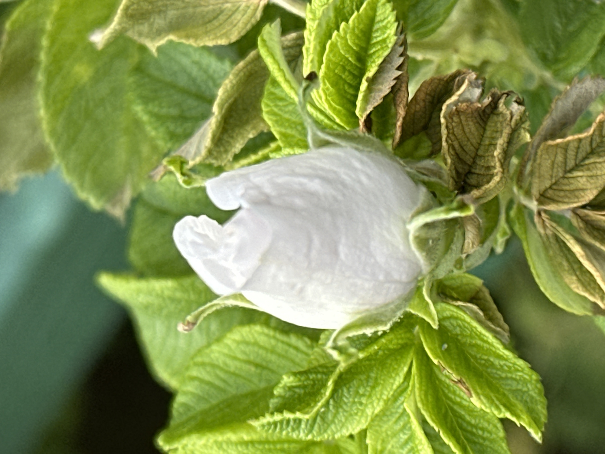 A close-up, high-angle, outdoor photograph shows a white rose hip bud surrounded by green and brown leaves. The bud is partially open and appears textured. The leaves are varied in color, with some a vibrant green and others dry and brown, suggesting different stages of growth or health. The background is a blurred, dark green color, likely foliage or a natural surface. There are no people or animals visible in the image. The scene is likely from a garden or natural setting within the city of Podolsk, Russia.