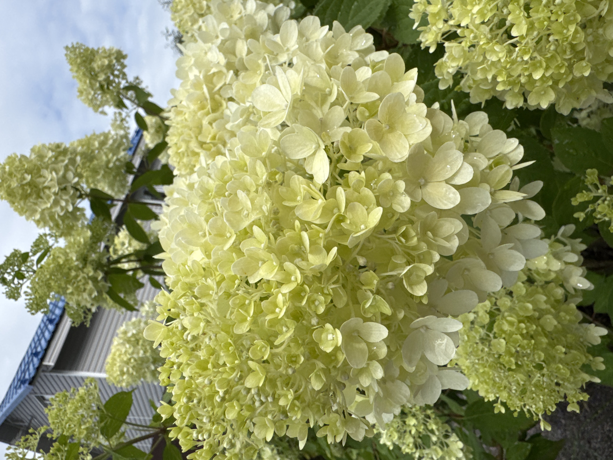 This image shows a close-up view of light green hydrangeas with a building and cloudy sky in the background. The hydrangeas are large and full, with many small, delicate flowers clustered together. Some of the flowers appear to be slightly damp, possibly from rain. The building in the background is light gray with a blue roof, suggesting it is a residential or commercial structure. The sky is overcast, indicating a cloudy day. The image does not contain any people or specific details that would indicate the location as Steklyannyi, Russia.