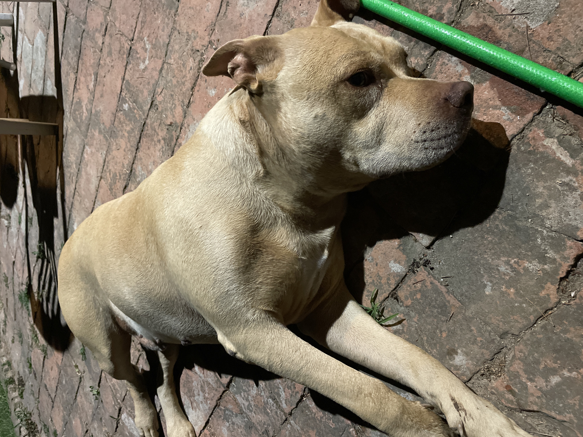 A tan dog is lying on its side on a brick patio. The dog is facing towards the right of the frame, with its head resting on the ground. A green garden hose is visible to the right of the dog. Shadows are cast on the patio, suggesting it is nighttime or dusk. The background shows some grass and the legs of furniture. This image was taken in Bonavigo, Italy.
