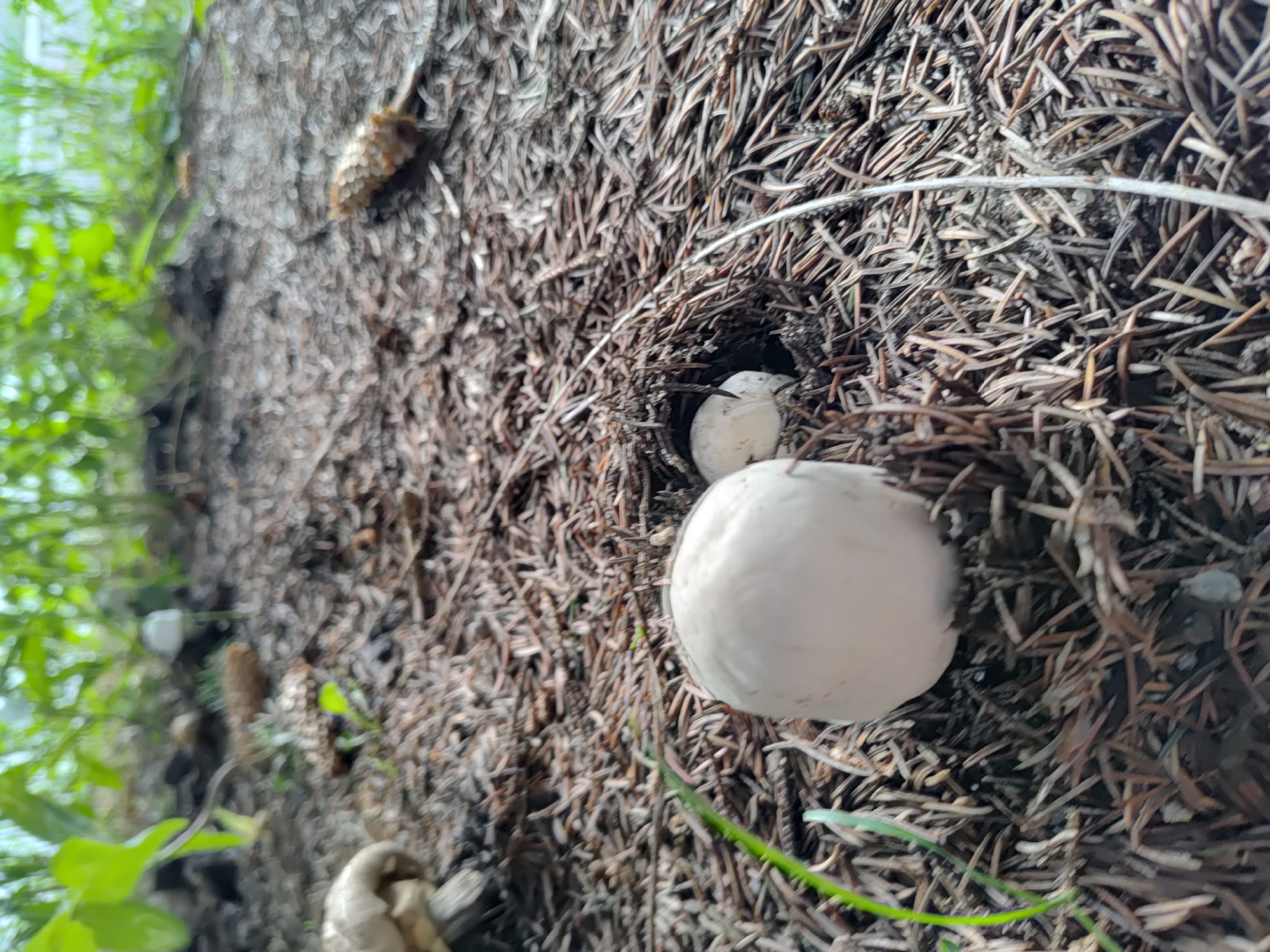A close-up, low-angle shot shows two white, round mushrooms growing on a forest floor covered in pine needles. The larger mushroom is in the foreground, to the left. A smaller mushroom is visible in a small hole in the ground to the right of the larger mushroom, slightly behind it. Green foliage is blurred in the background. The image was taken in Saransk, Russia.