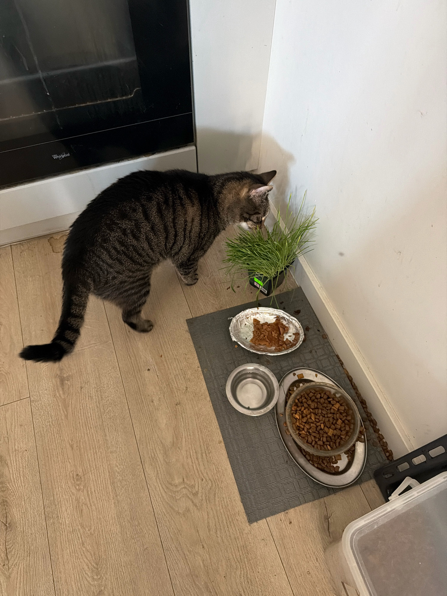 A tabby cat is shown in a kitchen corner near a white wall and a black oven. The cat is sniffing a small potted plant of cat grass. In front of the cat, on a gray mat, are two bowls, one empty metal and one with wet food in a foil dish. To the right of these, on the same mat, is another dish containing dry cat food. A trail of dry kibble leads from this dish toward the wall. In the foreground, a clear plastic storage container is partially visible. The scene appears to be indoors, likely a domestic setting. No specific location in Wrocław, Poland, is indicated.