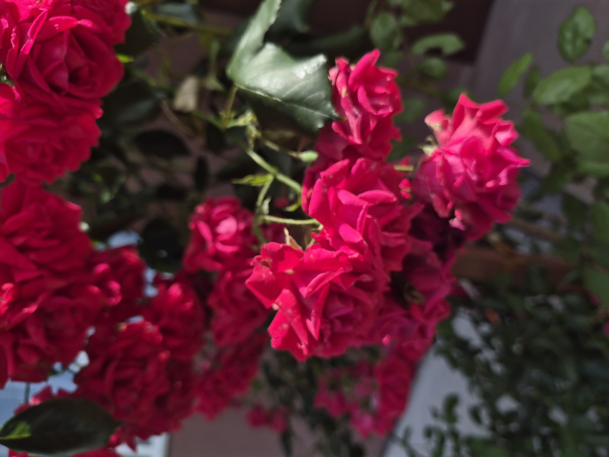 A close-up shot captures a cluster of vibrant red roses in bloom against a blurred background that suggests an outdoor setting with hints of a building and greenery. The roses, with their layered petals, are the central focus, displaying various stages of opening. Some are fully unfurled, while others are still in bud. The lighting highlights the rich color and texture of the flowers. A few green leaves are interspersed among the blooms, adding contrast. The overall impression is one of natural beauty and abundance, likely in a garden or a landscaped area within the city of Unknown, Unknown. There are no people or animals present in the image.