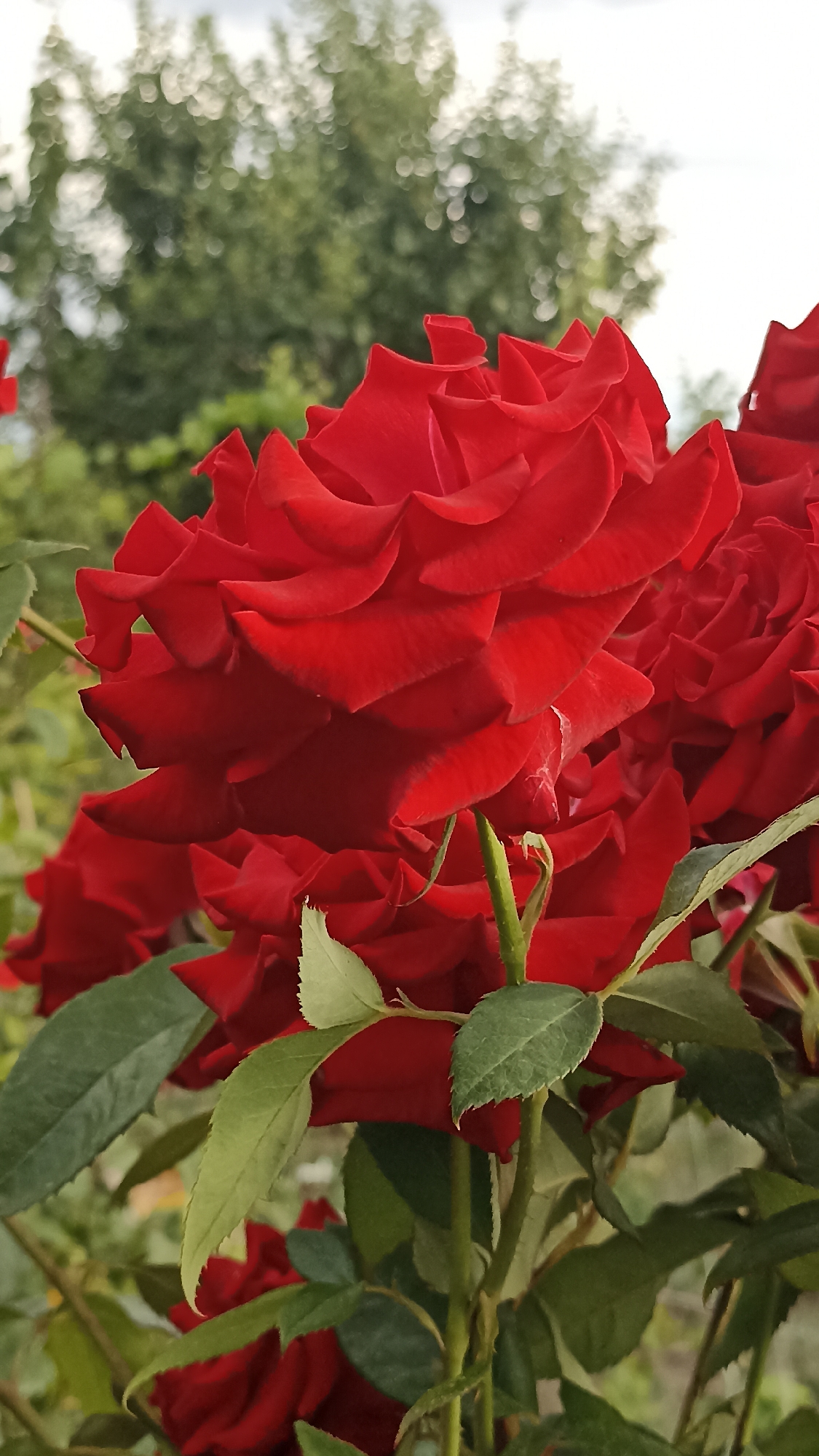 A close-up, vertical, eye-level shot captures a vibrant cluster of dark red roses in full bloom. The petals are tightly layered, creating a textured and ruffled appearance. Some of the rose blooms are partially obscured by lush green leaves and thorny stems. In the background, a soft, out-of-focus green foliage and a pale sky suggest an outdoor garden setting, possibly in Magala, Moldova. The lighting is natural, highlighting the rich color of the roses. There are no people or animals visible in the frame.