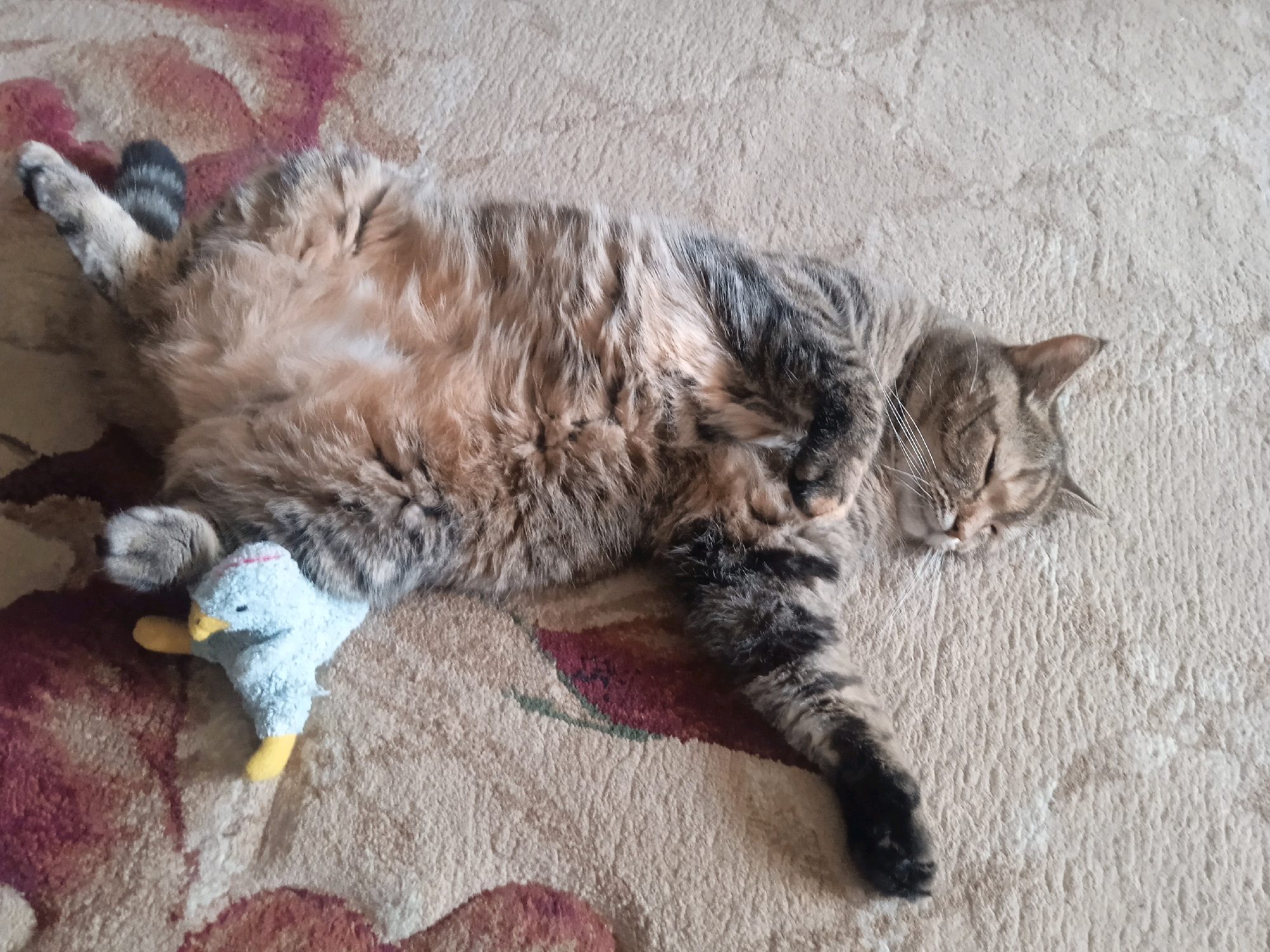 A tabby cat is sleeping on its back on a carpeted floor. The cat is light brown and black with stripes. Its paws are in the air, and it has a small blue plush toy duck under its left paw. The cat's eyes are closed. The carpet is light brown and has a pattern of pink and red flowers. The image appears to have been taken indoors, in a residential setting. There is no information in the image that suggests its location in the city of Lida, Belarus.