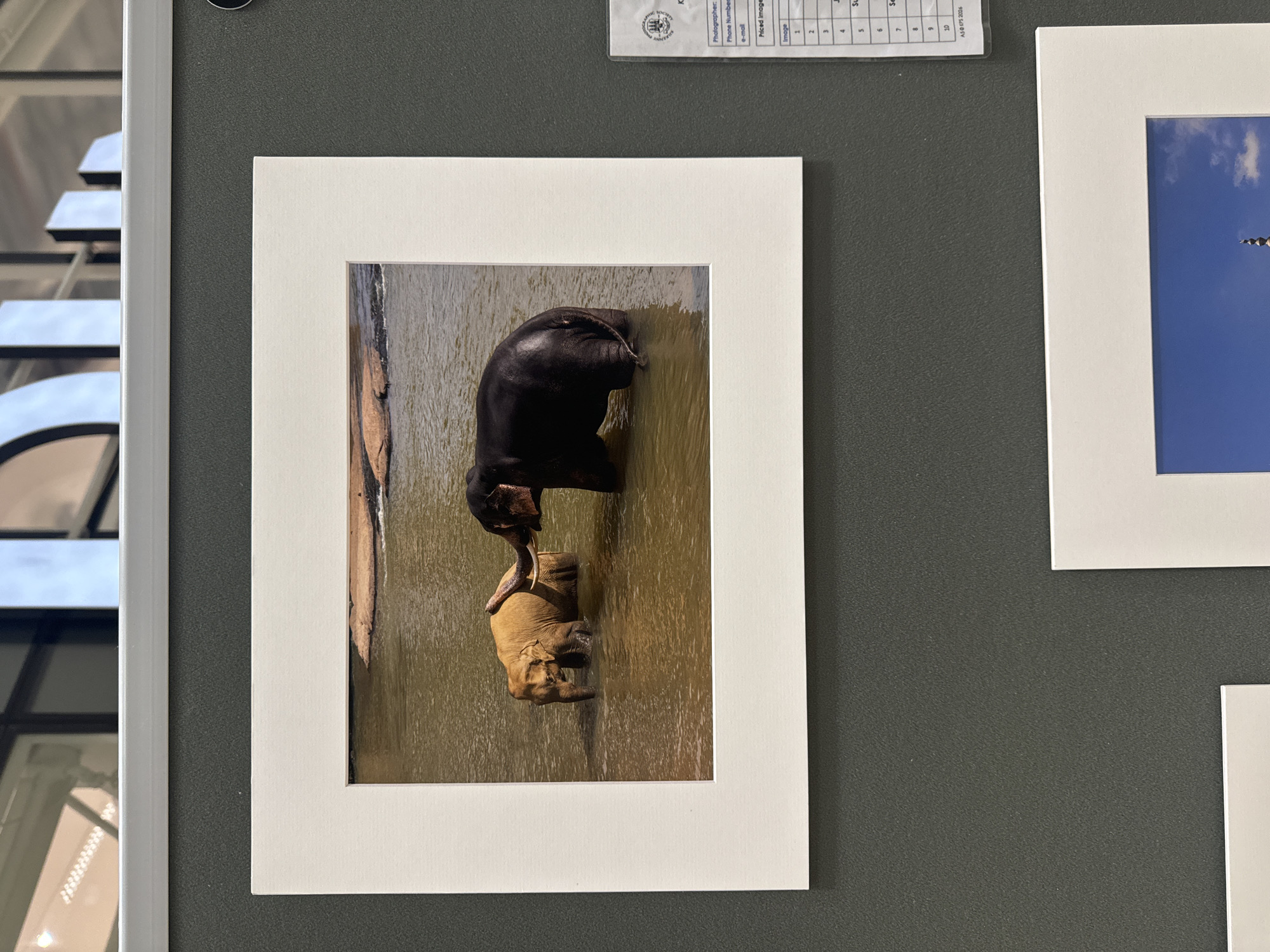 The image shows a framed photograph of two elephants in water, likely a river or watering hole. One elephant, appearing to be a juvenile, is lighter in color and stands facing left, partially submerged. The other, larger elephant, is darker, possibly black, and is positioned to the right, facing towards the smaller elephant with its trunk touching the juvenile. They are in a muddy water environment with a rocky shoreline visible in the background. The photograph is matted in white and framed. To the right of the photograph, a small white label with text and a logo is partially visible, containing fields for "Photographer," "Phone Number," "E-mail," and "Priced Image" with a numbered list. The background wall is dark gray. The top of the image shows a blurred reflection of architectural elements and ceiling lights, suggesting an indoor exhibition space. This exhibition is likely taking place in Kilkenny, Ireland, as indicated by the "AS @ KPS 2026" inscription on the label.