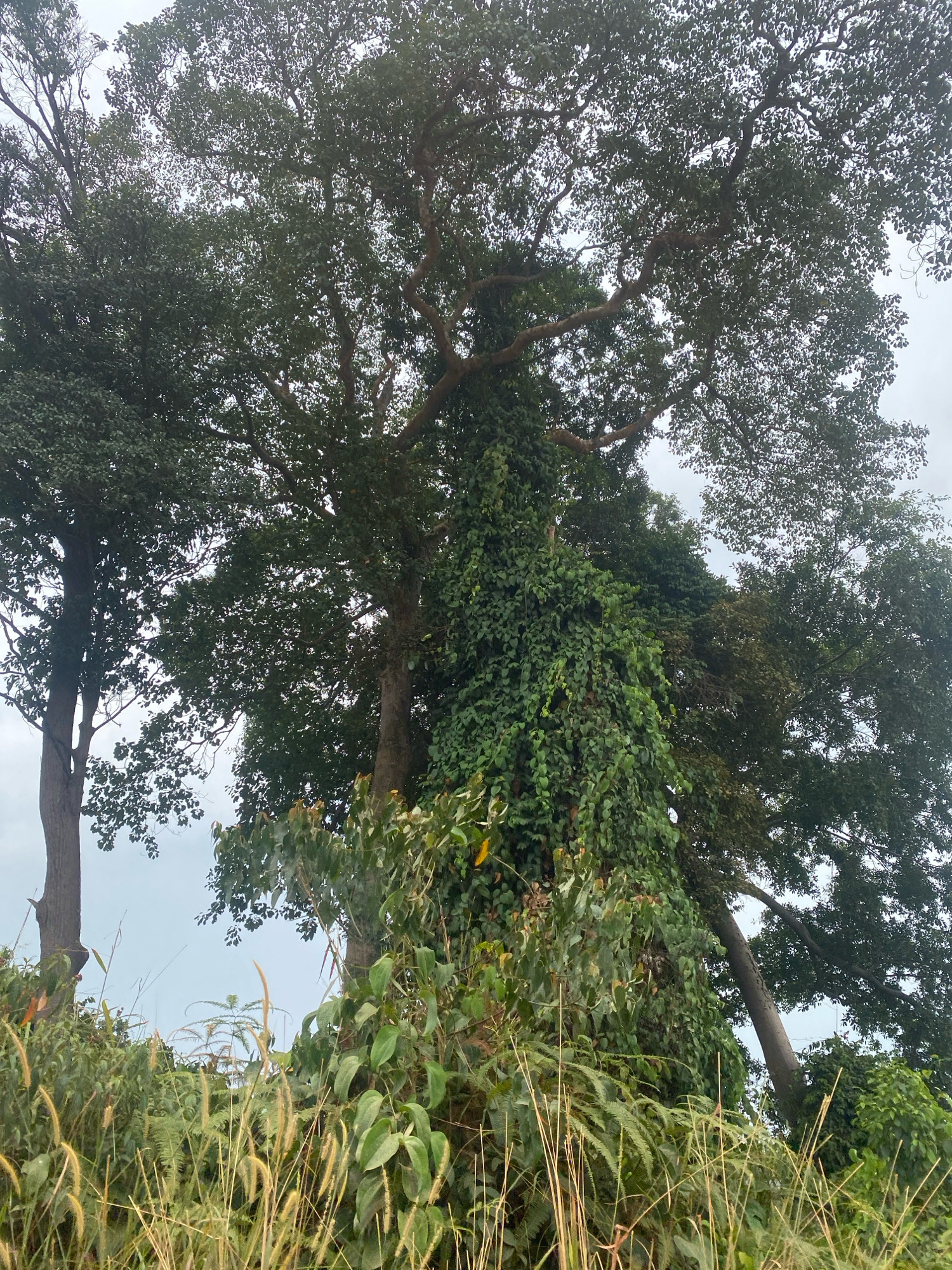 In Batam, Indonesia, two large trees dominate the foreground, their canopies filling the upper portion of the frame against a cloudy sky. The tree on the left is tall and slender with a bare trunk, while the tree on the right is thicker and heavily draped with dense green vines, creating a curtain of foliage. In the bottom portion of the image, a variety of lush green undergrowth and tall, dry grass with seed heads are visible, suggesting a natural or semi-wild environment. The scene is tranquil and appears to be outdoors, likely in a park or natural area within Batam.
