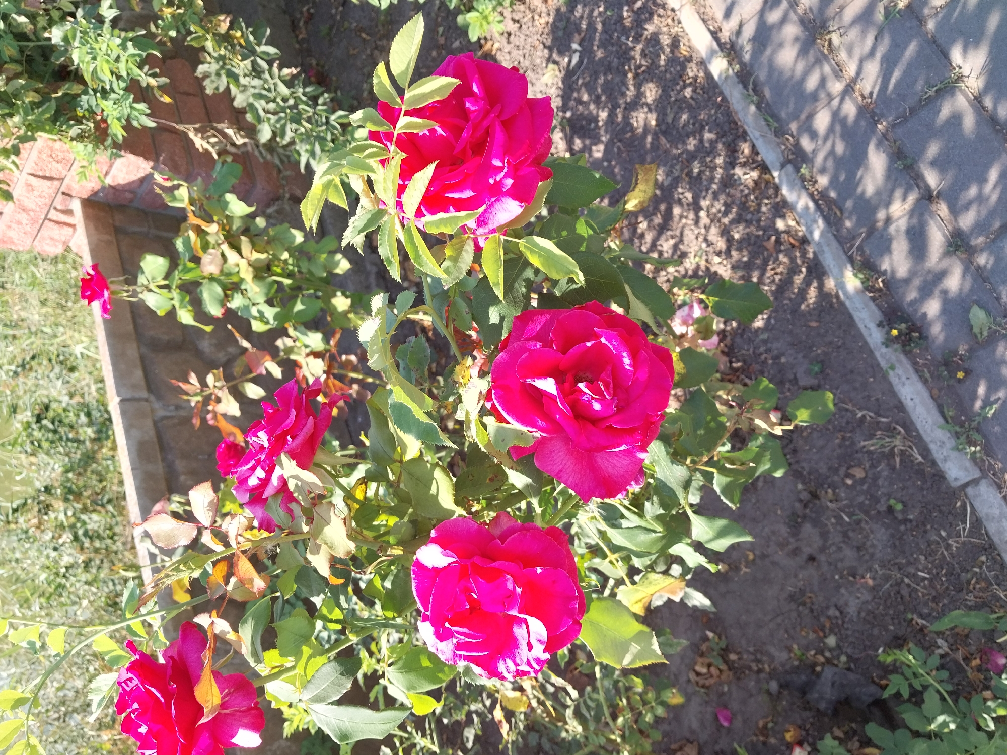 This is an outdoor, eye-level, medium shot photograph of bright pink roses in a garden, taken in the city of Petrykivka, Ukraine. The roses are in full bloom, with several large, vibrant pink blossoms prominently displayed in the foreground. The petals are layered and detailed, catching the sunlight. Green leaves and stems surround the flowers, some appearing healthy and lush, while others show signs of drying or wilting.

In the background, a low brick wall with rough-hewn stones and reddish-brown bricks runs horizontally across the image. Behind the wall, the foliage of trees and bushes is visible, blurred by the sunlight and distance. The ground in the garden appears to be dry soil with scattered dry leaves and small green weeds. A paved walkway made of grey square stones with some vegetation growing between them is visible in the lower right corner of the image, with shadows cast upon it by nearby plants. The overall impression is a sunny day in a garden setting, likely during the warmer months. No people or animals are present in the scene.
