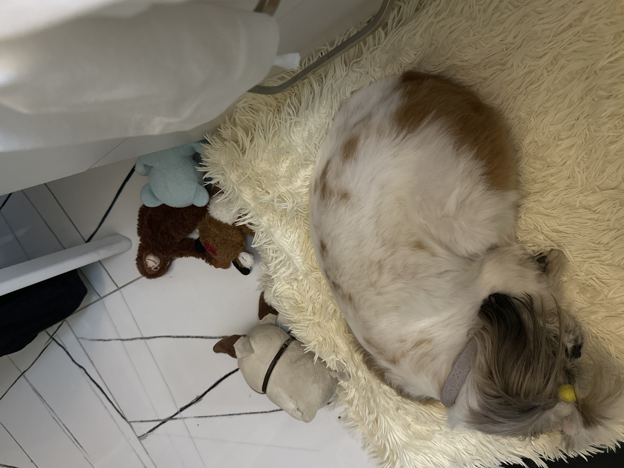 A medium-sized dog is curled up asleep on a fluffy white rug. The dog is predominantly white with brown patches on its back and tail, and long, grey and white hair around its face. The dog is wearing a grey collar and there is a small yellow ball near its head.
Next to the rug, on a white tiled floor with black lines, are three stuffed animal toys: a blue bear, a brown bear, and a sheep. The rug and toys are positioned near a white object.
This scene is not explicitly located in Batumi, Georgia. The description is based solely on the visual elements present in the image.