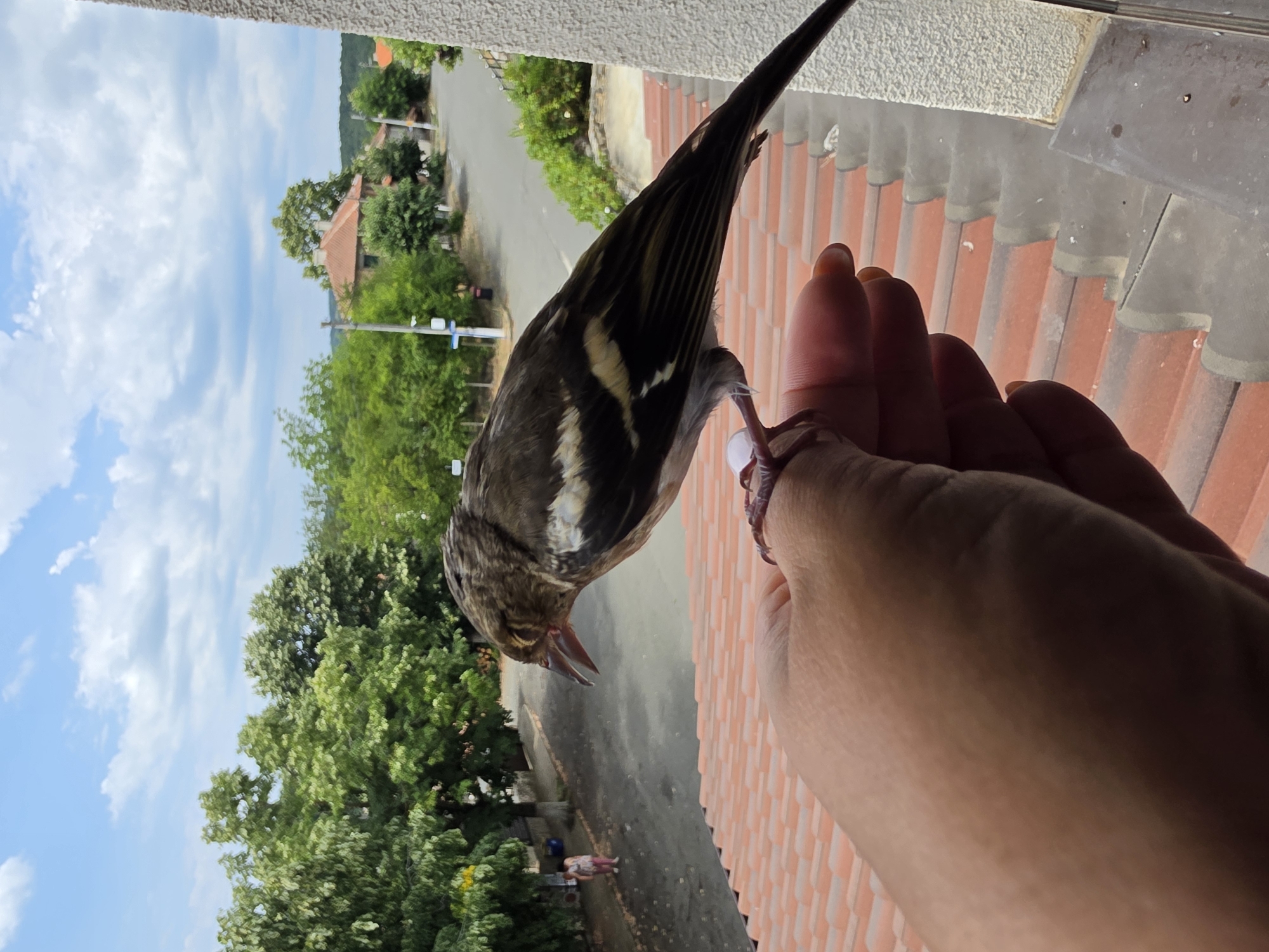 A bird is perched on a person's finger, which is resting on a tiled roof. The bird has brown and white feathers and its beak is open. In the background, there is a street lined with trees and houses. The sky is blue with some white clouds. The location is in Unknown, Unknown.