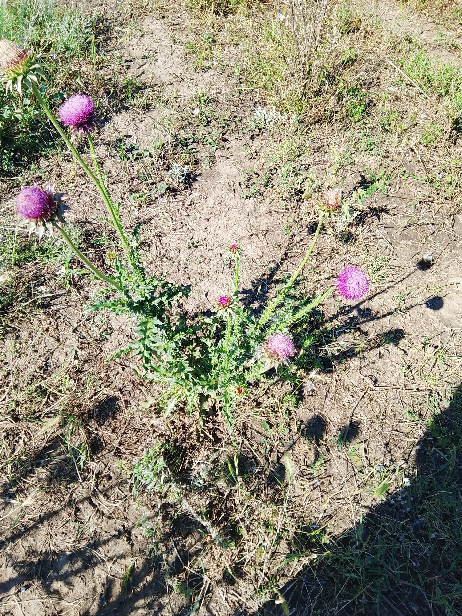 The image shows a patch of dry, barren ground with sparse vegetation and several purple thistle flowers in bloom. The thistles are the primary subjects, with their spiky leaves and vibrant purple flower heads. The ground is composed of dry dirt and scattered dry grasses. Sunlight casts shadows on the ground, indicating it is daytime. No people or animals are visible in the image. The scene depicts a natural outdoor environment, likely in a rural or semi-arid area. The location is identified as Krasnostepnovskoye, Russia.