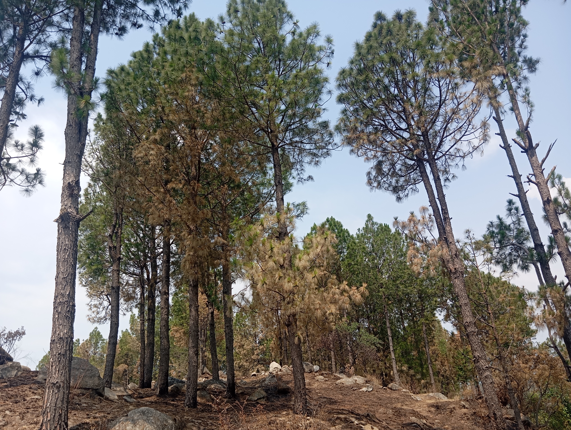 The image depicts a dry, rocky hillside in Hakale, Pakistan, densely populated with pine trees. Many of the trees show signs of stress or damage, with some exhibiting dry, brown needles, while others appear to be in better condition with green foliage. The ground is covered in dry leaves, pine needles, and rocks. The sky is clear and light blue, indicating fair weather. The overall scene suggests a natural environment that may have experienced dry conditions. There are no people or animals visible in the image.