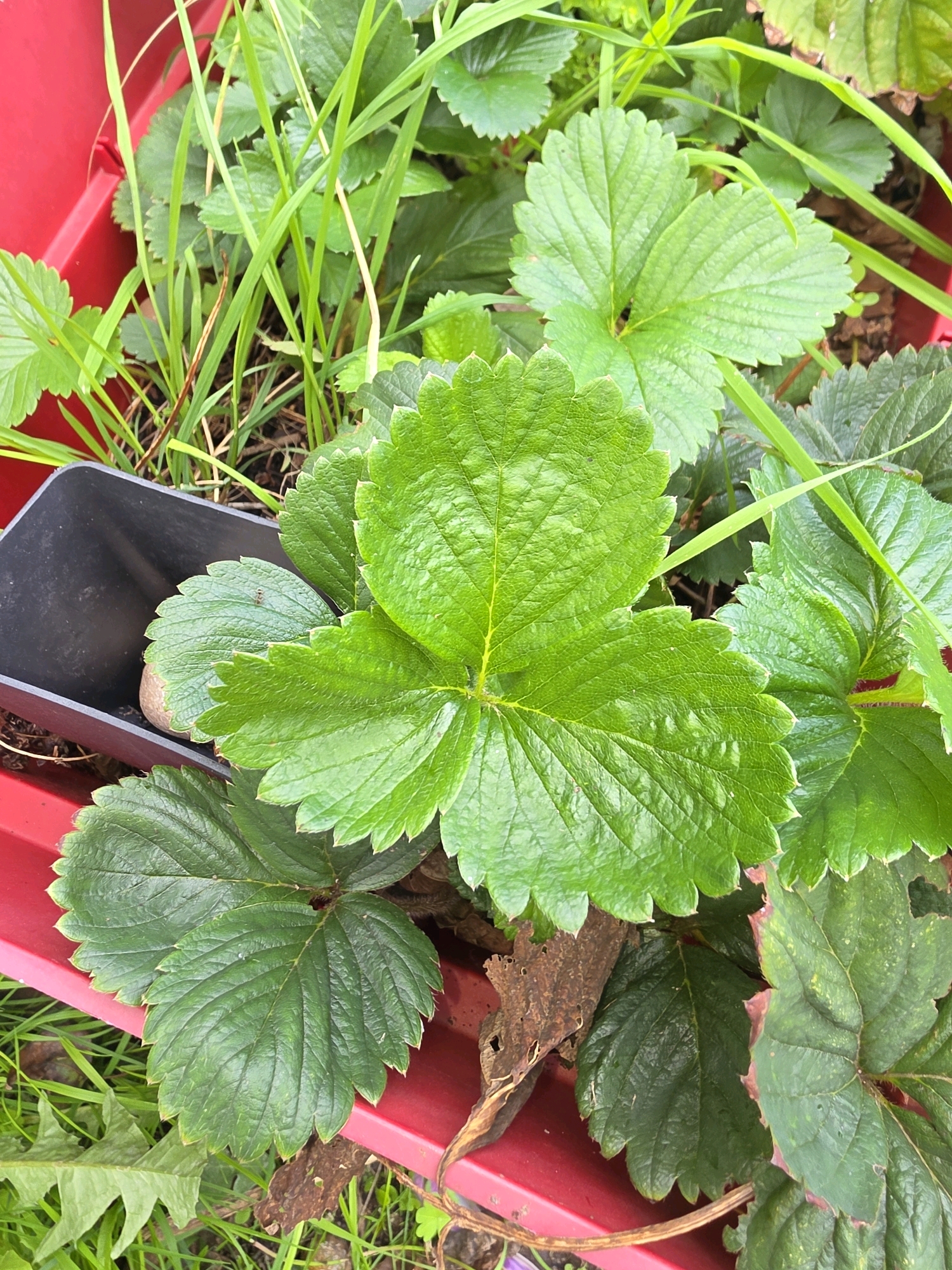 The image depicts strawberry plants growing in a red planter. The plants have vibrant green, serrated leaves. Some blades of grass are interspersed among the strawberry leaves. A black plastic pot is visible within the planter, partially obscured by leaves. The scene appears to be outdoors, possibly in a garden or allotment. No people or specific landmarks in Newark and Sherwood, United Kingdom are visible.