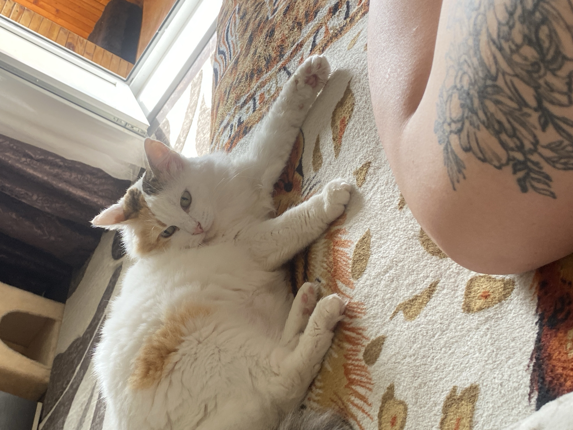 A white and orange calico cat is lying on its side on a patterned rug. The cat is facing the viewer, with its head turned slightly to the right. Its eyes are open and green. The cat's paws are extended forward. In the foreground, a portion of a person's leg with a tattoo is visible. The background includes a cat tree, dark curtains, and a partially open window that looks out onto a wooden structure. The scene appears to be indoors. There is no information in the image to determine the location within the city of Chaikovsky, Russia.
