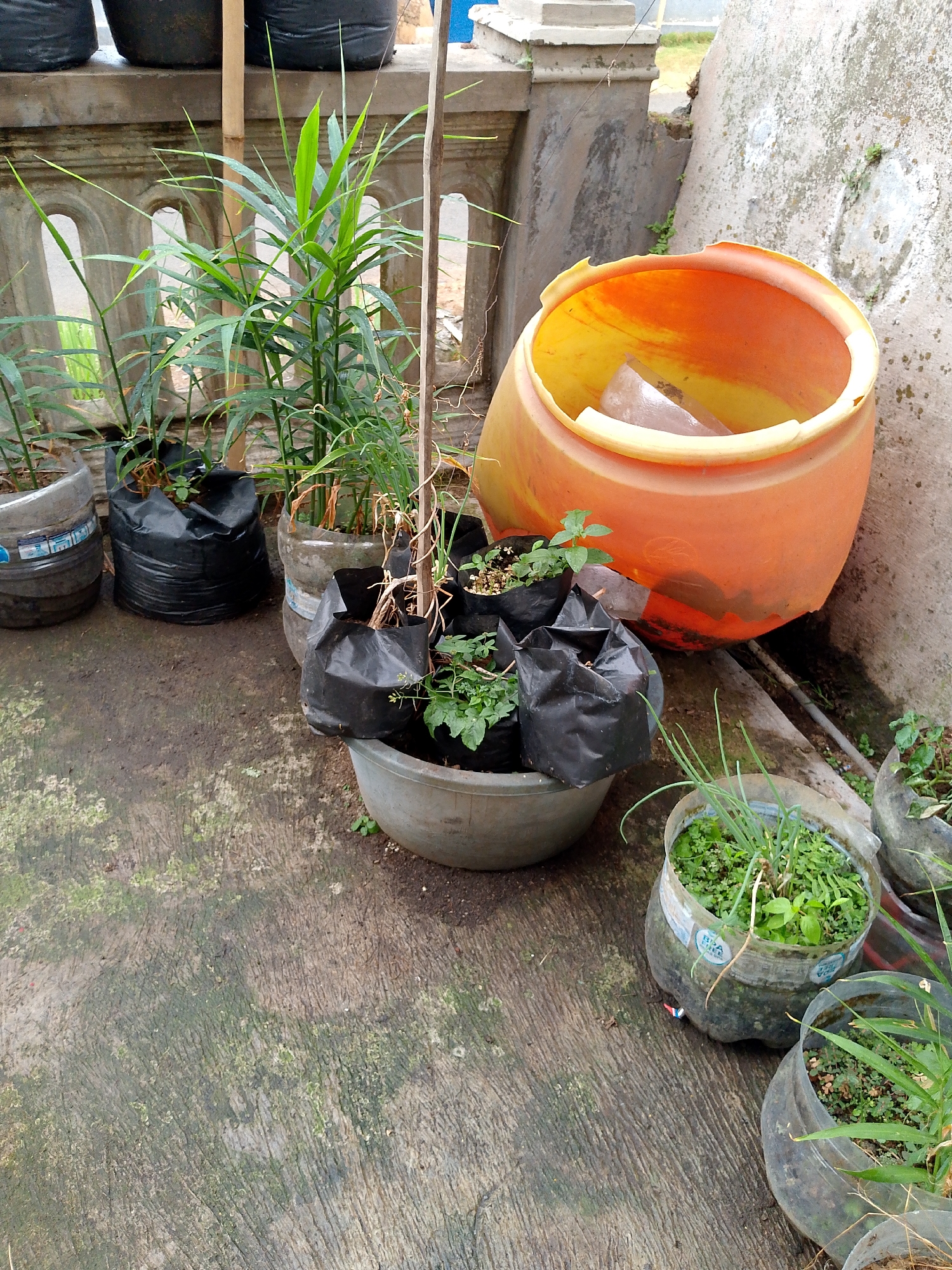 In the city of Babadan, Indonesia, an outdoor scene depicts a collection of potted plants on a concrete surface. In the foreground, several plants are growing in recycled plastic bottles and a large gray planter. To the left, there are black plastic bags holding plants, one of which is a ginger plant with tall, green stalks. Behind these, a large, orange plastic container is tilted, its opening facing upwards. A concrete ledge with arched openings runs across the background, and a weathered concrete wall stands to the right. The ground is covered in a textured concrete, showing signs of moss and dampness. The overall impression is one of a simple, outdoor gardening setup.