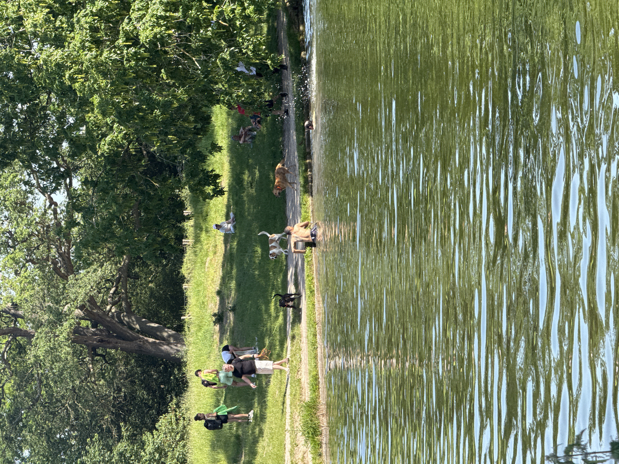 Here is a concise description of the image:
The image shows a park setting next to a body of water, possibly a lake. On the grassy bank, people are gathered; some are standing, others are seated or lying down. Several dogs are also present, some near the water's edge, and one appears to be in the water. The trees provide shade over the park, and sunlight reflects on the water's surface, creating a rippling pattern. Based on known landmarks and characteristics, it seems likely this is a scene in Paris, France, though a specific location within the city would be needed for definitive identification.