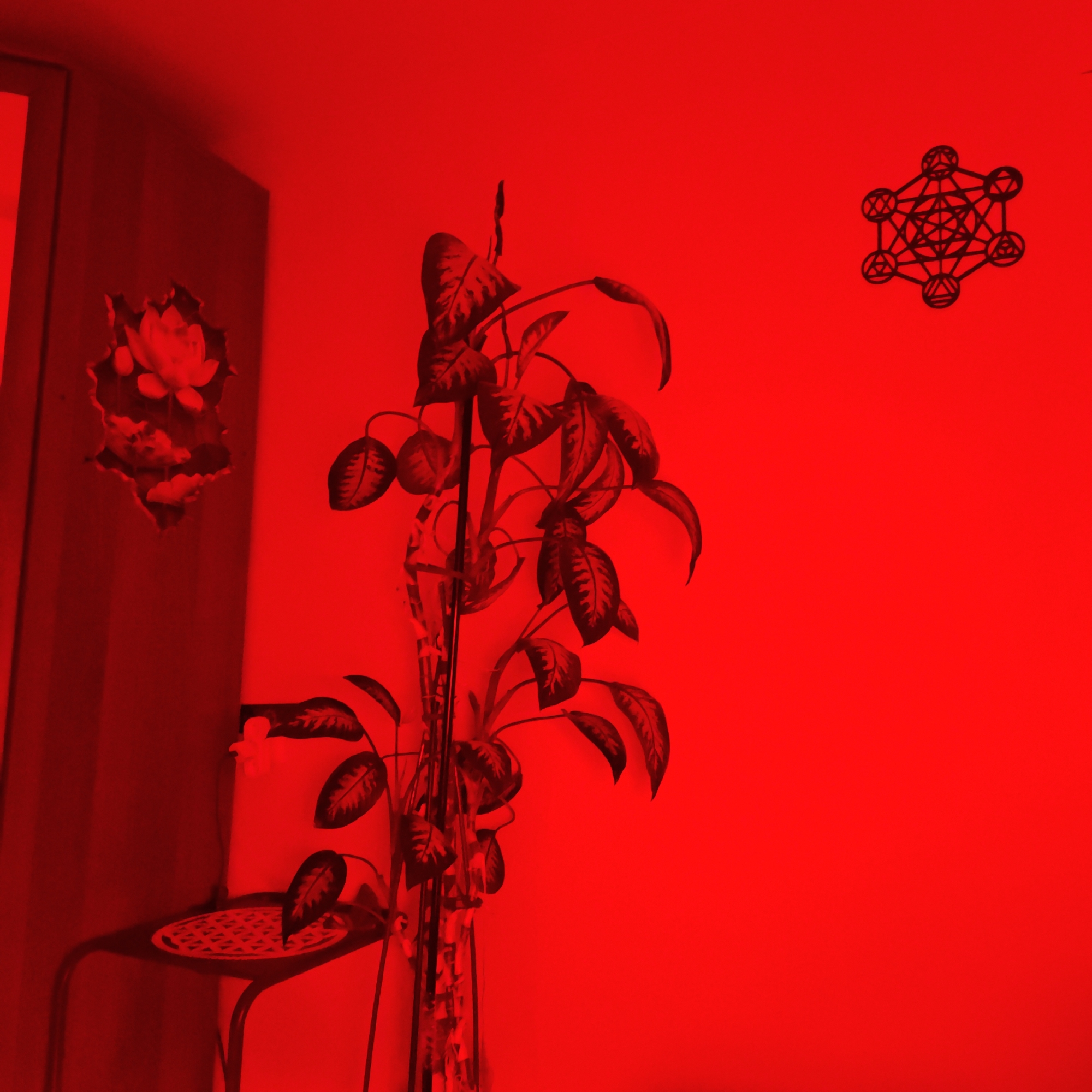 The image shows an interior scene illuminated by red light. A plant with large leaves is placed in a vase on a small, round table. On the wall to the left is a floral decoration, possibly a lotus. To the right on the wall is a geometric design. The location is unknown and not discernible from the image. Rostov, Russia cannot be verified from the image. No people or actions are visible.