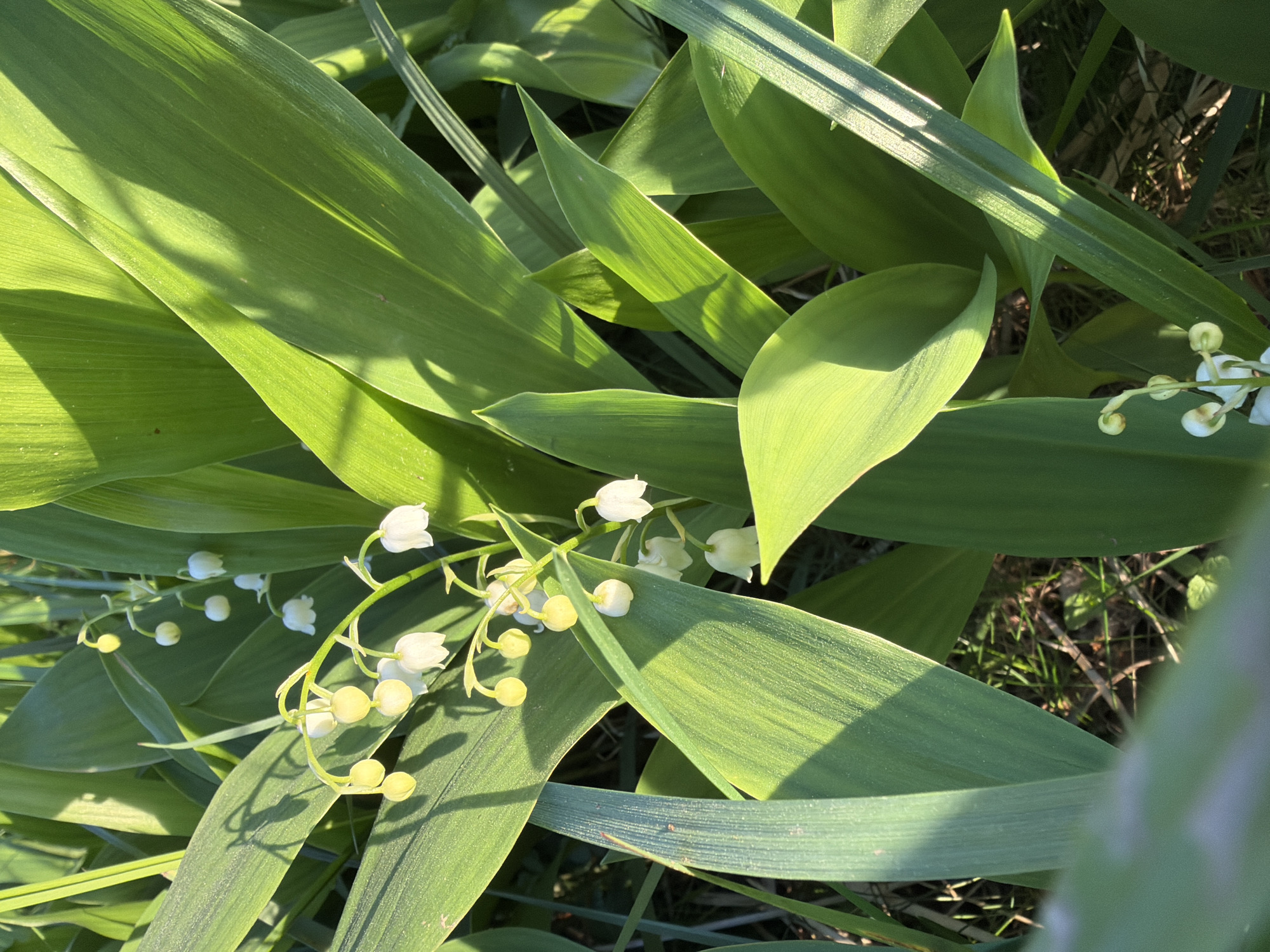 A close-up, overhead shot captures a vibrant patch of Lily of the Valley plants in full bloom. Lush, broad green leaves dominate the frame, some catching direct sunlight which creates bright highlights and distinct shadows, emphasizing their texture and veins. Other leaves appear in deeper, emerald green tones where they are shaded. Clusters of delicate, white, bell-shaped flowers, along with some yellow-green buds, emerge from among the foliage on slender stems, their pristine petals contrasting with the surrounding greenery. The strong, direct sunlight suggests it is daytime, possibly morning or late afternoon, as indicated by the angle and intensity of the light creating sharp shadows. Glimpses of darker ground and dry grass are visible through the dense arrangement of leaves, hinting at a natural outdoor setting. The image portrays a serene and natural scene of flowering plants. No specific activity, people, or visible text are present. The location context provided is Vaskelovo, Russia.