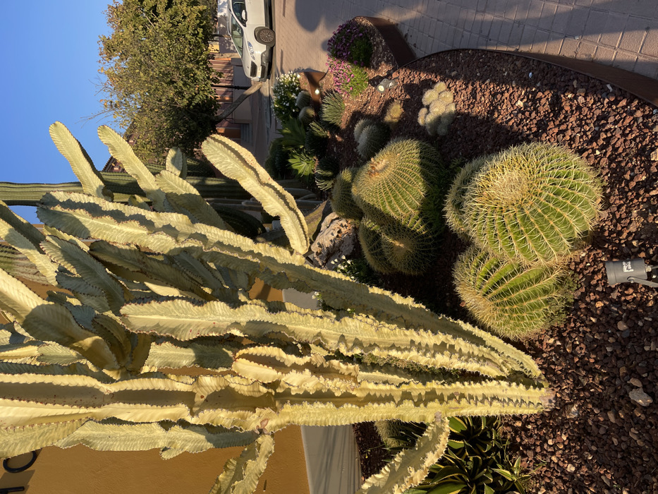 The image displays an outdoor garden scene located in Marratxí, Spain. In the foreground and center-left, a large, multi-stemmed *Euphorbia trigona* cactus exhibits variegated light green and creamy yellow ribbed stems, casting long shadows. This cactus is planted within a raised garden bed filled with dark reddish-brown gravel. Adjacent to the *Euphorbia*, several large, spherical *Echinocactus grusonii* (Golden Barrel Cactus) with pronounced ribs and yellow spines are visible. Smaller succulents, including agave-like plants, and patches of purple flowering plants are also present within the gravel. Two small, dark-colored ground spotlights are embedded in the gravel. The garden bed is delineated by a dark metal edge, likely corten steel. To the right, a paved walkway of reddish-brown interlocking pavers is visible. In the background, a building with an ocher-colored wall and a partial dark letter of a sign is on the far left. To the right, a white Peugeot 2008 SUV is parked on a paved area. Beyond the vehicle, mature trees with green foliage and additional light-colored buildings are visible under a clear blue sky. Direct sunlight illuminates the scene, creating strong directional shadows. No people are present.
