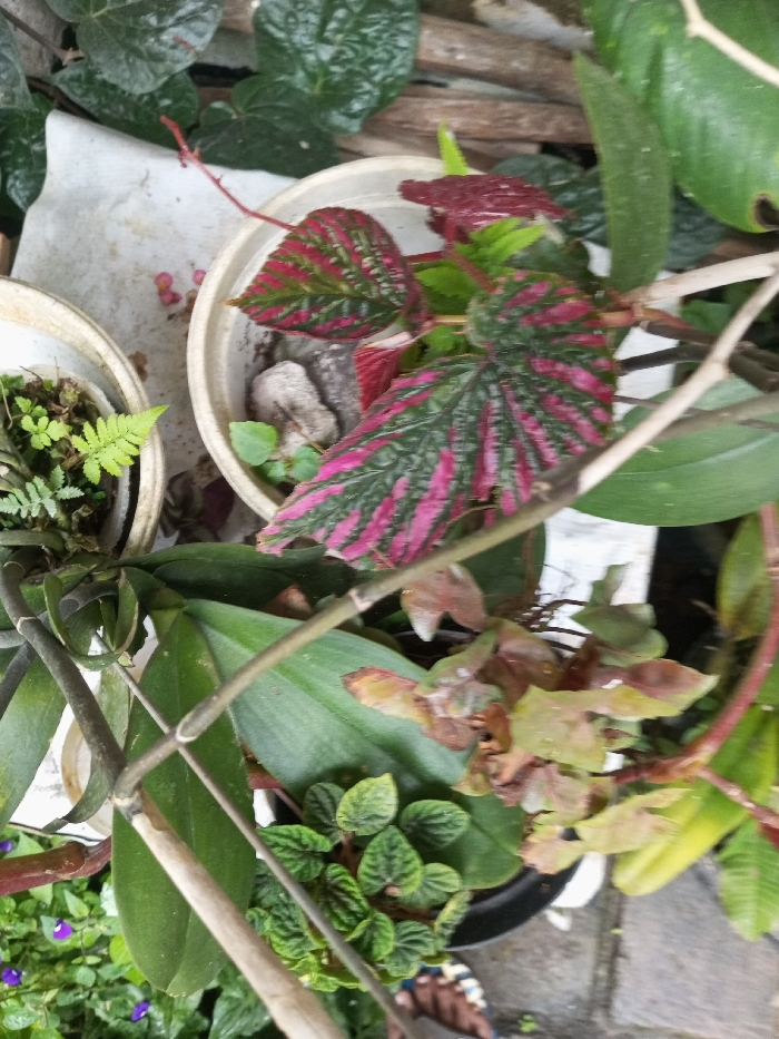 This overhead shot captures a vibrant collection of potted plants, likely situated in a home garden or patio in Ciherang, Indonesia. The scene is densely filled with various foliage, showcasing a range of greens, pinks, and muted tones.
The most prominent feature is a plant with large, variegated leaves in the upper-middle of the frame. These striking leaves display a captivating pattern of deep green alongside bright fuchsia pink or reddish-purple venation and stripes, characteristic of a *Begonia rex* or similar hybrid. This plant is housed in a white plastic pot, which also contains small grey stones as part of the planting medium.
To the left, another white plastic pot holds a delicate fern plant with finely divided, light green fronds. Below the main variegated Begonia, broad, plain green leaves are visible, possibly belonging to an orchid, as suggested by the thin, bare stems that resemble old flower spikes extending through the scene. Further towards the bottom-left, a plant with numerous small, textured, dark green leaves, resembling a *Peperomia* species, fills a section of the frame, growing in a partially visible black pot. In the background, darker green, somewhat heart-shaped leaves can be seen, possibly from a climbing vine like *Piper betle*.
Some areas feature browning or dried foliage, indicating natural plant aging or minor environmental stress. A white, possibly plastic or cloth, surface is visible beneath some of the pots, with a few small reddish-pink specks scattered upon it. The natural lighting suggests it is daytime. A small portion of a human foot, wearing a dark sandal or slipper, is subtly visible at the very bottom right, implying a person is present nearby, perhaps tending to the plants. No discernible text is visible anywhere in the image.