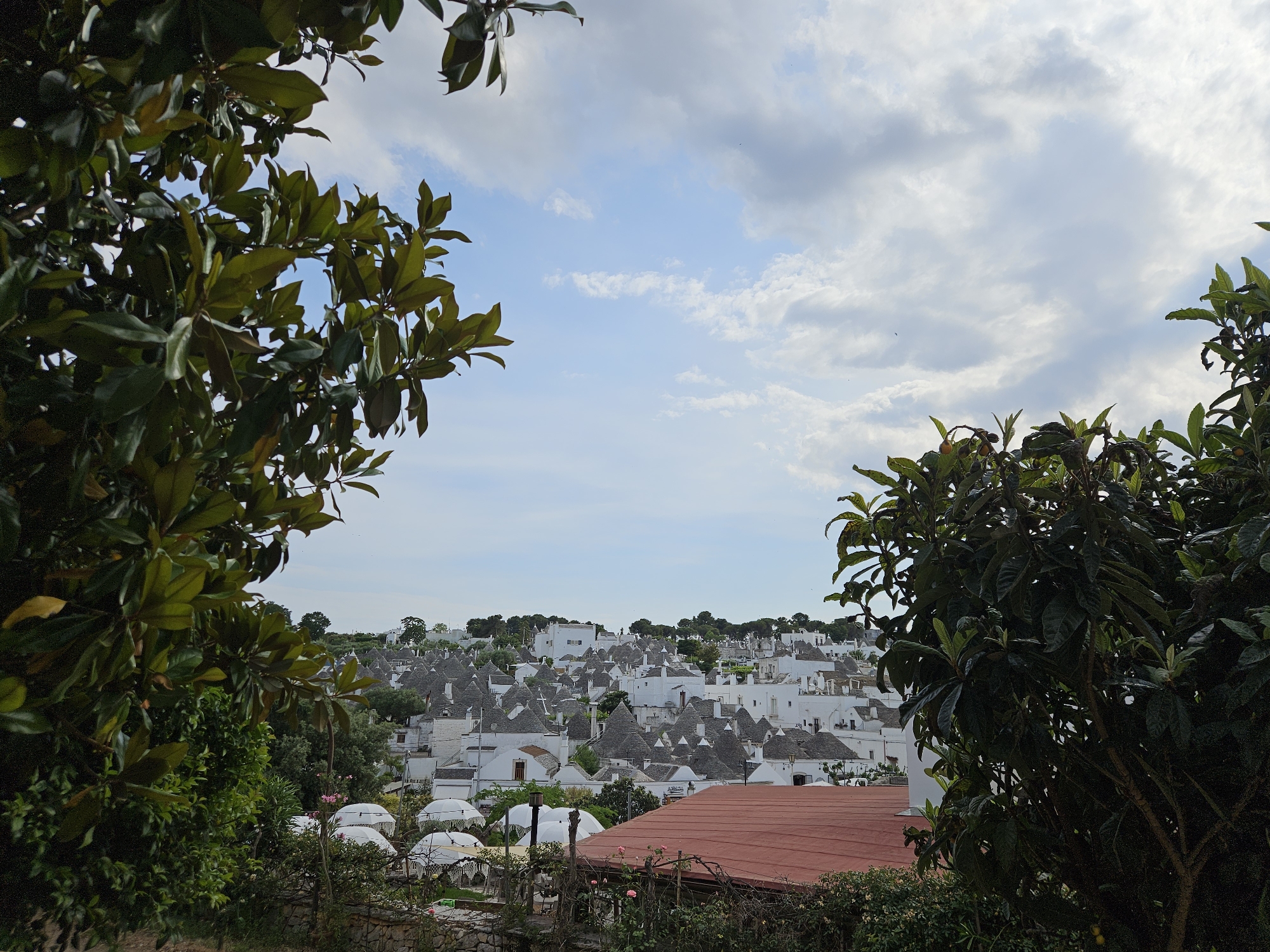 This panoramic image captures a scenic view of Alberobello, Italy, showcasing its distinctive trulli architecture. The scene is framed by dense, dark green foliage; large, leathery magnolia-like leaves dominate the left, while a bush with broad, serrated leaves and small orange fruits, resembling a loquat tree, occupies the right.
In the mid-ground, the town of Alberobello unfolds, characterized by numerous whitewashed buildings, each topped with a grey conical stone roof, known as trulli. These unique structures are densely packed, creating a charming and historic urban landscape that extends up a gentle slope. Among the trulli, several white, dome-shaped structures, possibly outdoor shelters, are visible. The lower-central foreground features a prominent red tiled roof, partially obscured by green shrubs and a few pink flowering plants, suggesting a garden or terrace area.
The sky above is a clear light blue with scattered, fluffy white clouds, indicating fair weather. The bright, soft lighting suggests it is daytime, likely late morning or early afternoon. No people or specific activities are depicted, allowing the architectural beauty and serene atmosphere of the historic town to be the central focus. The iconic trulli serve as a strong identifier for the UNESCO World Heritage site of Alberobello. No clearly legible text is visible in the image.