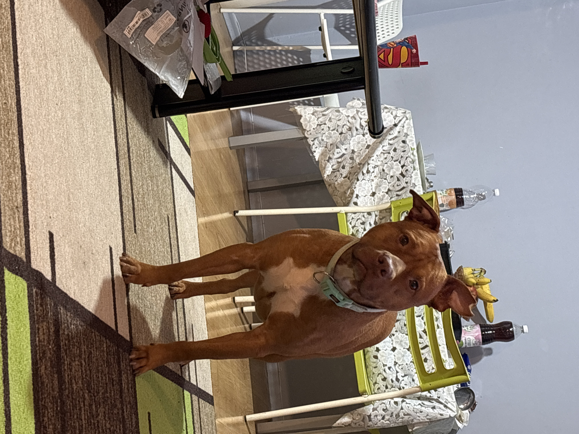 A medium-sized brown dog with a white chest patch stands in a room, appearing to be indoors. The dog wears a light-colored collar. It is positioned on a carpet with alternating light and dark stripes. The room contains a chair with a white, lacy seat covering. On the chair, a bunch of bananas and a bottle of juice are present. The room has light blue walls. The location is inside a building, but the city of Sofia, Bulgaria, cannot be confirmed from the image.