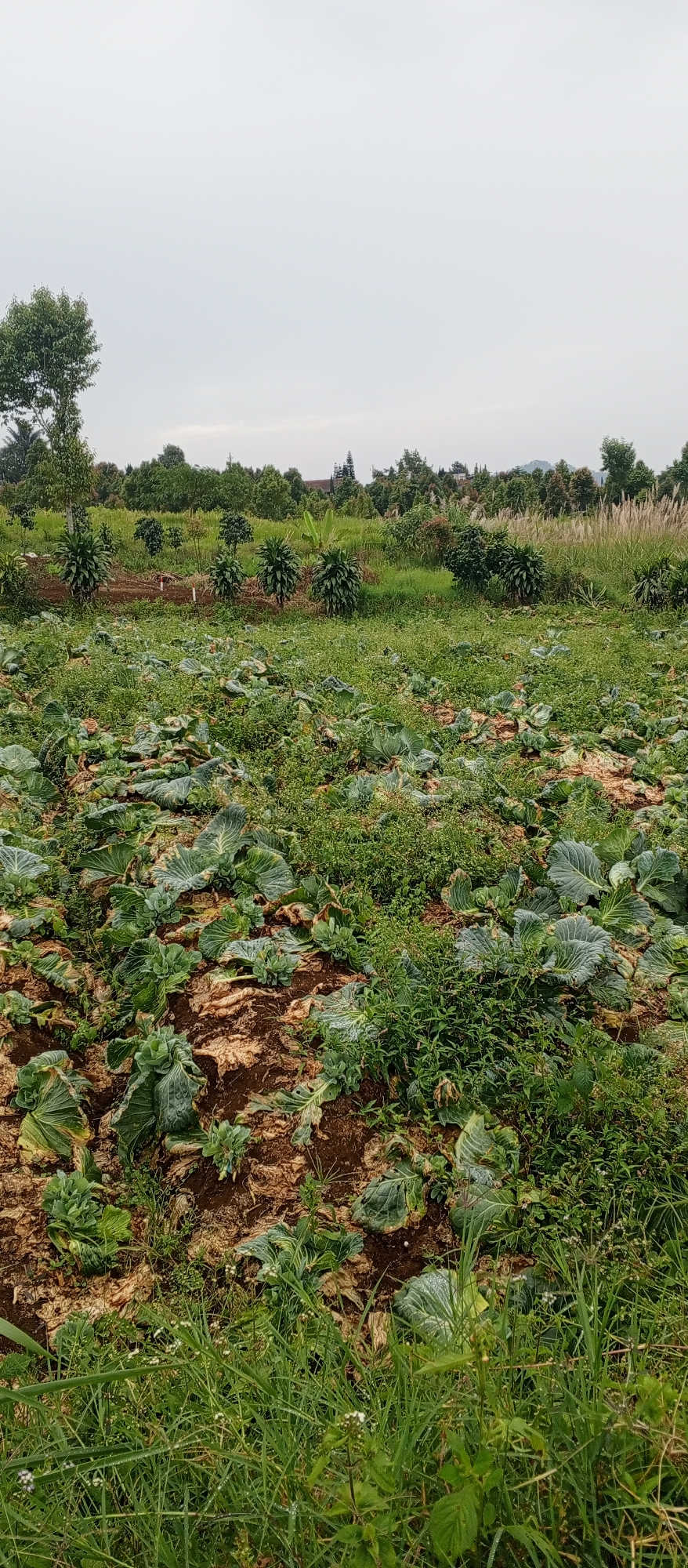 The image depicts a field of cabbage plants in various stages of growth and decay, set against a backdrop of trees and vegetation. The ground is a mixture of reddish-brown soil and green grass, with some areas appearing dry and withered, possibly indicating the end of a harvest cycle or an issue with irrigation. The cabbage plants themselves have large, leafy heads, some appearing healthy and green, while others are yellowing and wilted. The sky is overcast, suggesting a dull or rainy day. In the distance, a line of trees and some buildings are visible, hinting at a rural or semi-rural environment. The overall impression is one of an agricultural landscape, likely a farm or plantation. The presence of water droplets on some of the leaves suggests that it may have recently rained or the morning dew is still present.