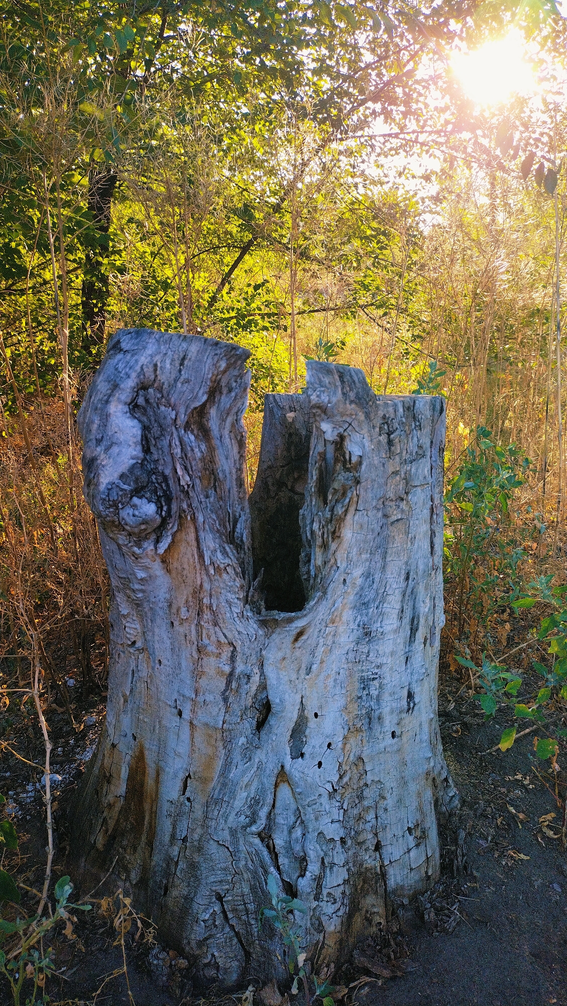 An outdoor, medium-shot, eye-level, vertical photograph shows a weathered, gray tree stump in a natural setting. The stump is the primary subject, dominating the foreground. It is split down the middle, revealing a dark cavity. The wood is aged, with visible cracks, knots, and a textured surface. Small, dark holes dot the stump's surface, indicative of insect activity or decay.
The background consists of dense foliage and vegetation. The leaves of the trees are green and yellow, suggesting a late summer or early autumn season. Sunlight filters through the leaves from the upper right, creating bright highlights and a lens flare effect. The ground around the stump is covered with dry leaves, twigs, and some sparse green plants. The overall scene is peaceful and natural, with no people present.
The location is identified as Horishni Plavni, Ukraine. The image captures a specific moment in time, showcasing the natural decomposition and resilience of a tree in its environment.