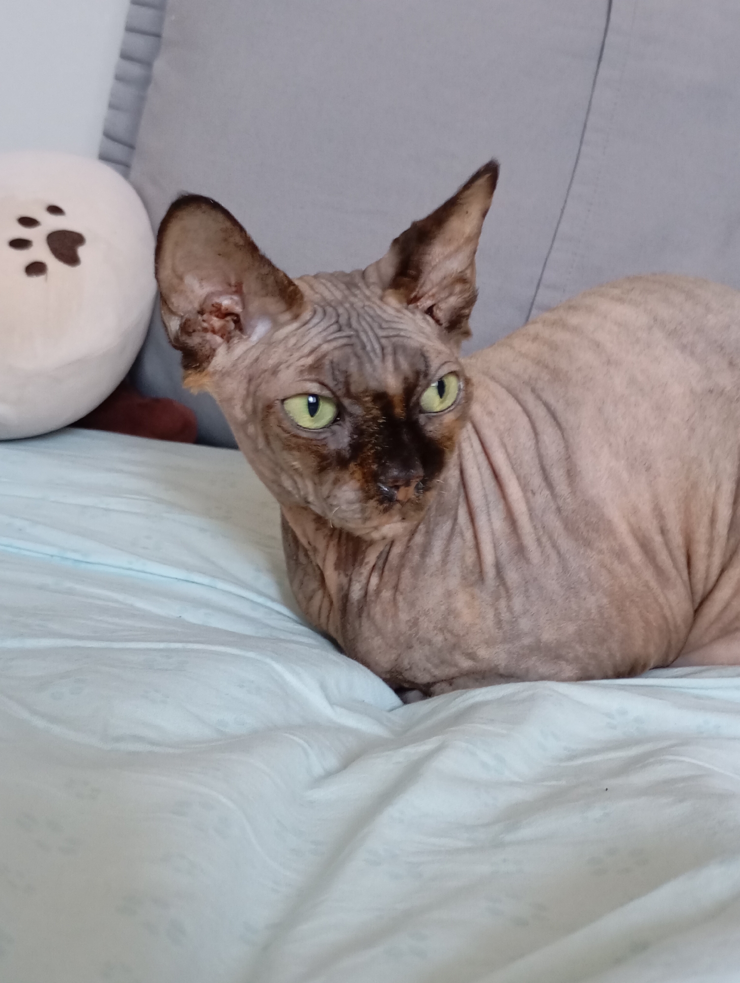 A Sphynx cat with light pink skin and dark brown markings around its eyes and nose is lying on a pale blue, wrinkled sheet. The cat has large, pointed ears and striking green eyes, and it is looking to the right of the frame. To the left of the cat, slightly out of focus, is a plush, round toy with dark paw prints on it, which appears to be white. In the background, a gray pillow is visible. The overall scene suggests a domestic indoor environment. There is no indication of the city of Batumi, Georgia, or any urban context.